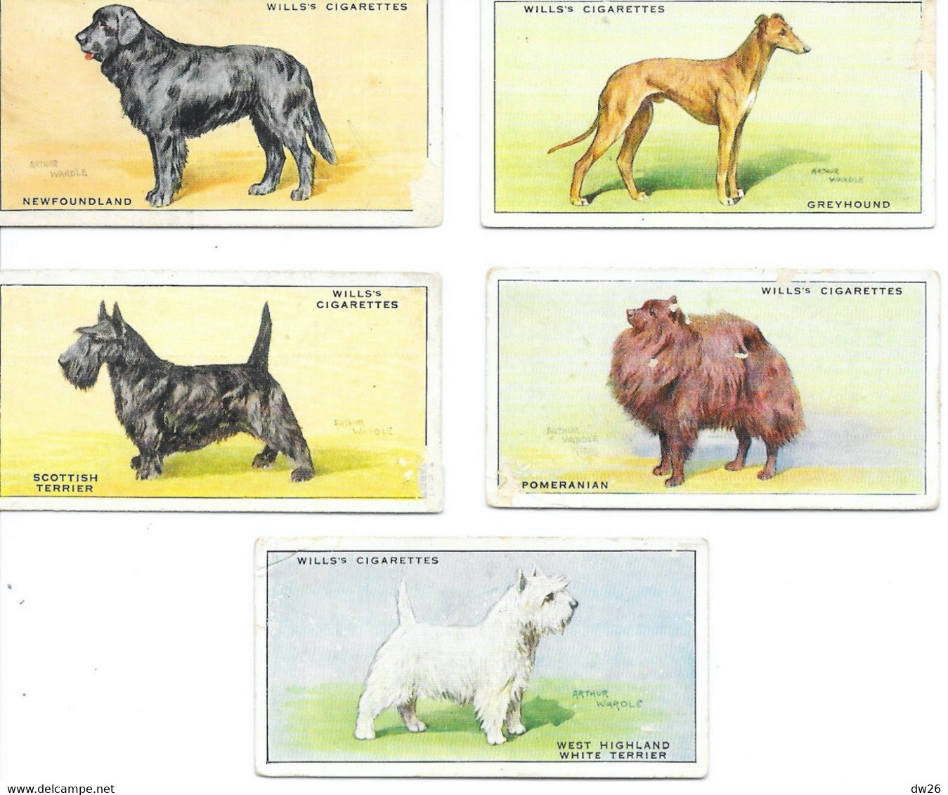 Chromo Cigarettes Wills's - Serie Chiens (Dogs) Lot De 13 Chromos (King Charles, Bullbog, Scottish And White Terrier...) - Wills