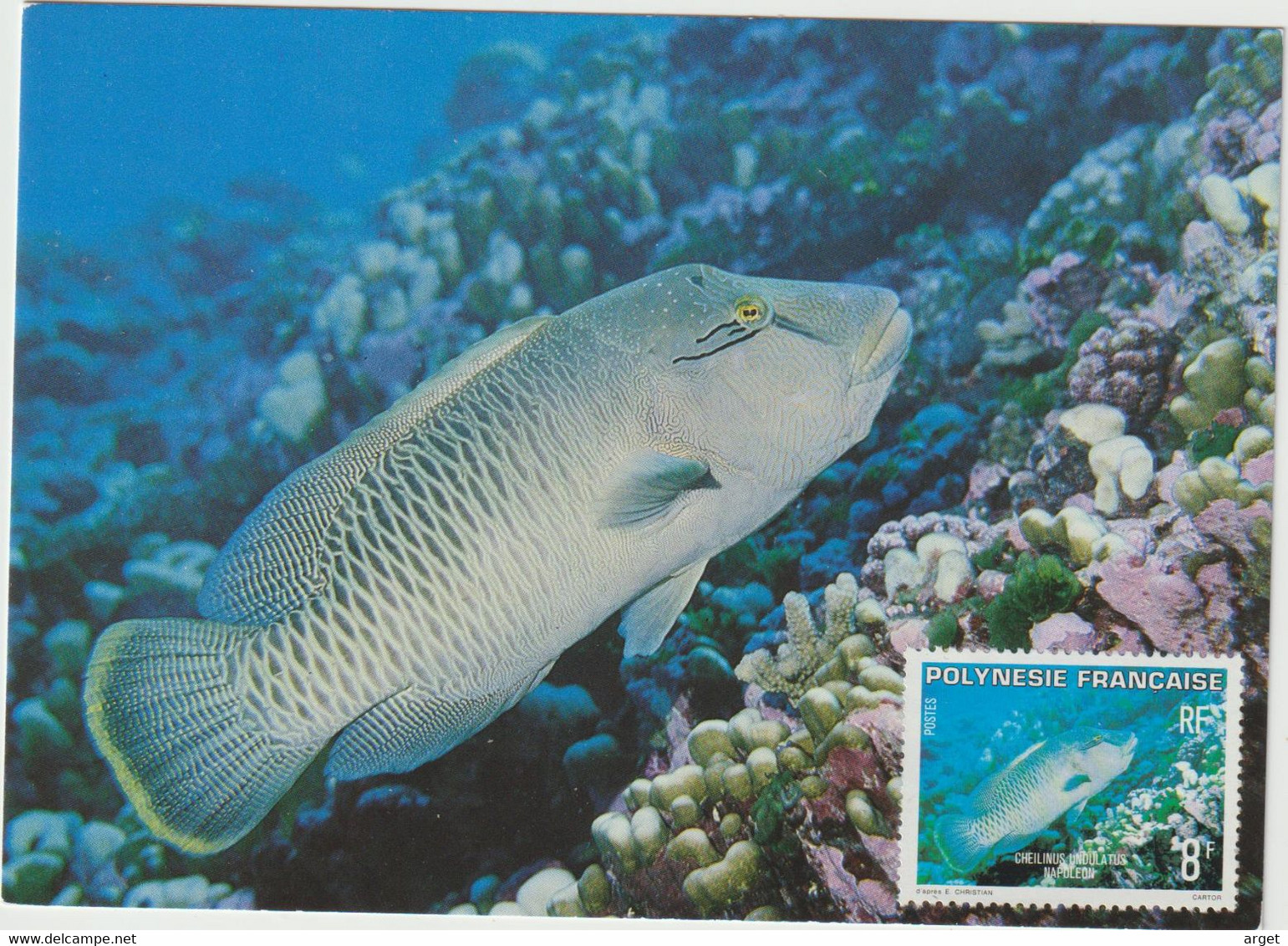 CARTE  MAXIMUM  POLYNESIE N° Yvert 148 (Poisson NAPOLEON)  Oblitération Au Verso - Cartoline Maximum