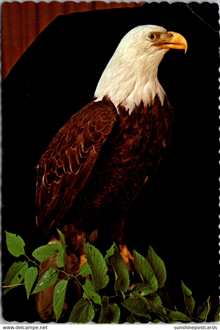 Ohio Dayton Museum Of Natural History American Bald Eagle - Dayton