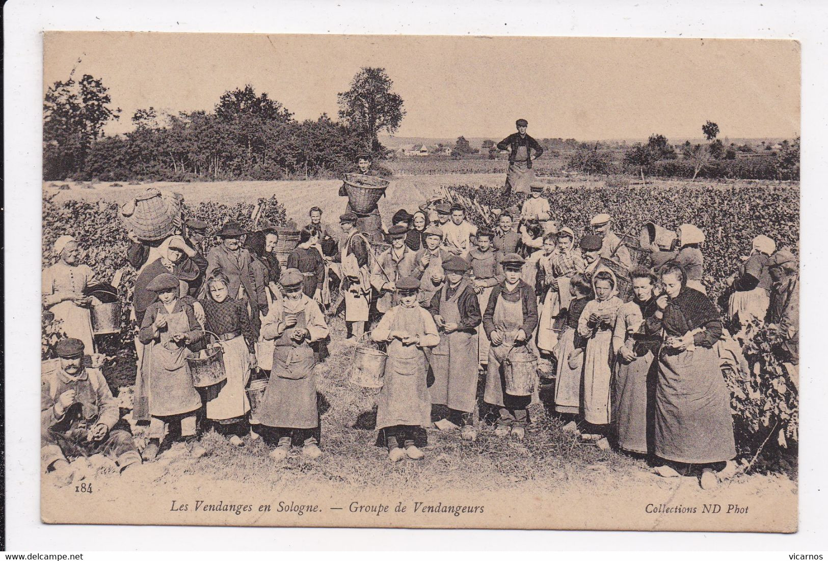 CP 41 Les Vendanges En Sologne Groupe De Vendangeurs - Other & Unclassified