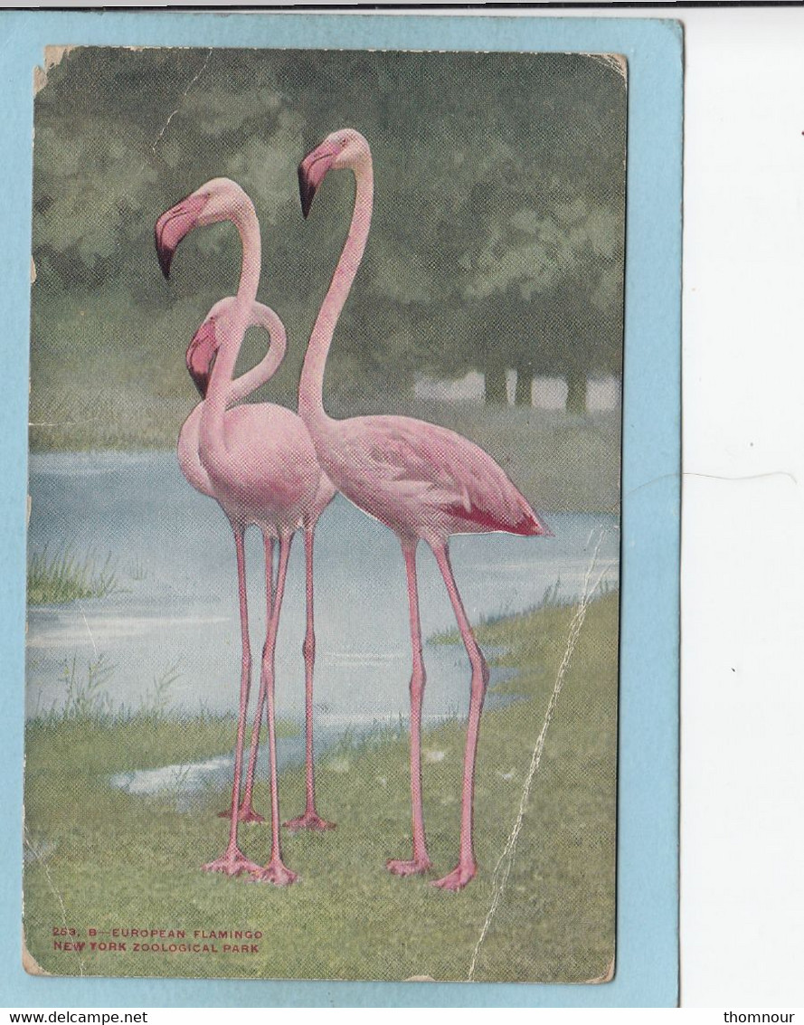 NEW  YORK  ZOOLOGICAL  PARK  -  EUROPEAN  FLAMINGO  -  ( TRACE PLIURE - EN L ' ETAT )   - - Parken & Tuinen