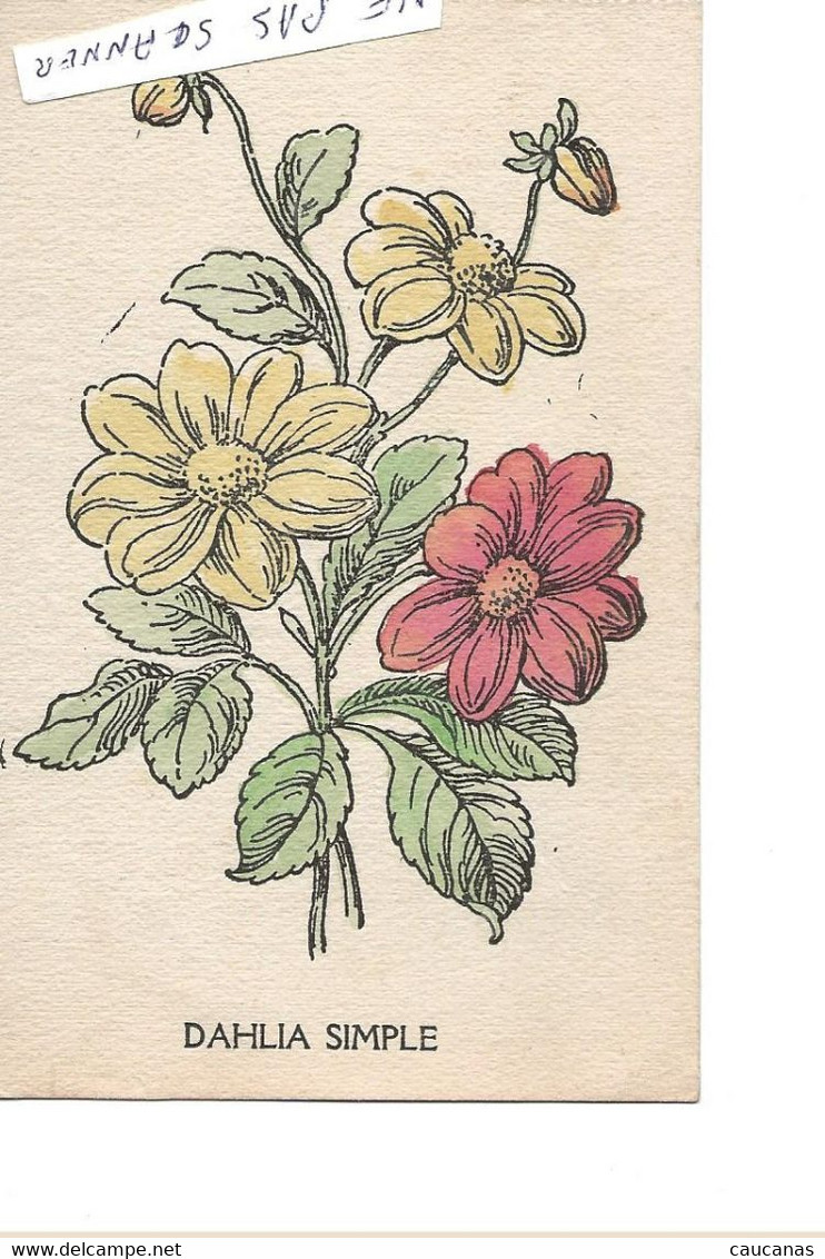 DAHLIA  SIMPLE - Other & Unclassified