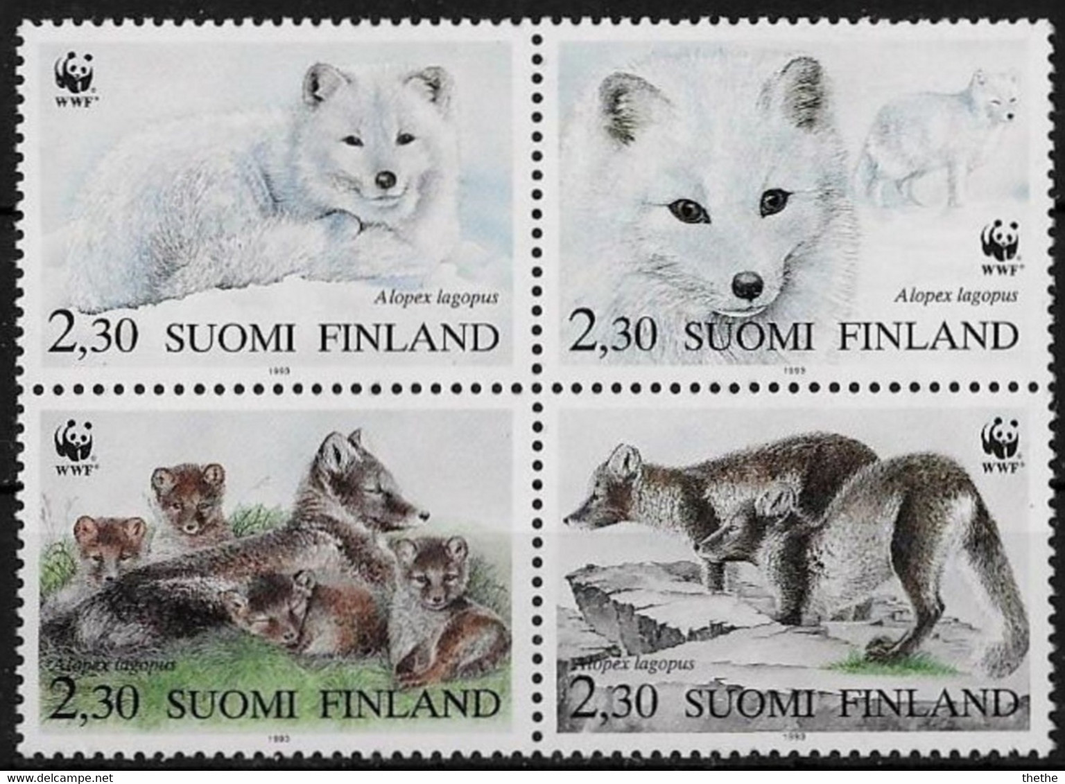 FINLANDE - Renard Arctique (Alopex Lagopus) - Other & Unclassified