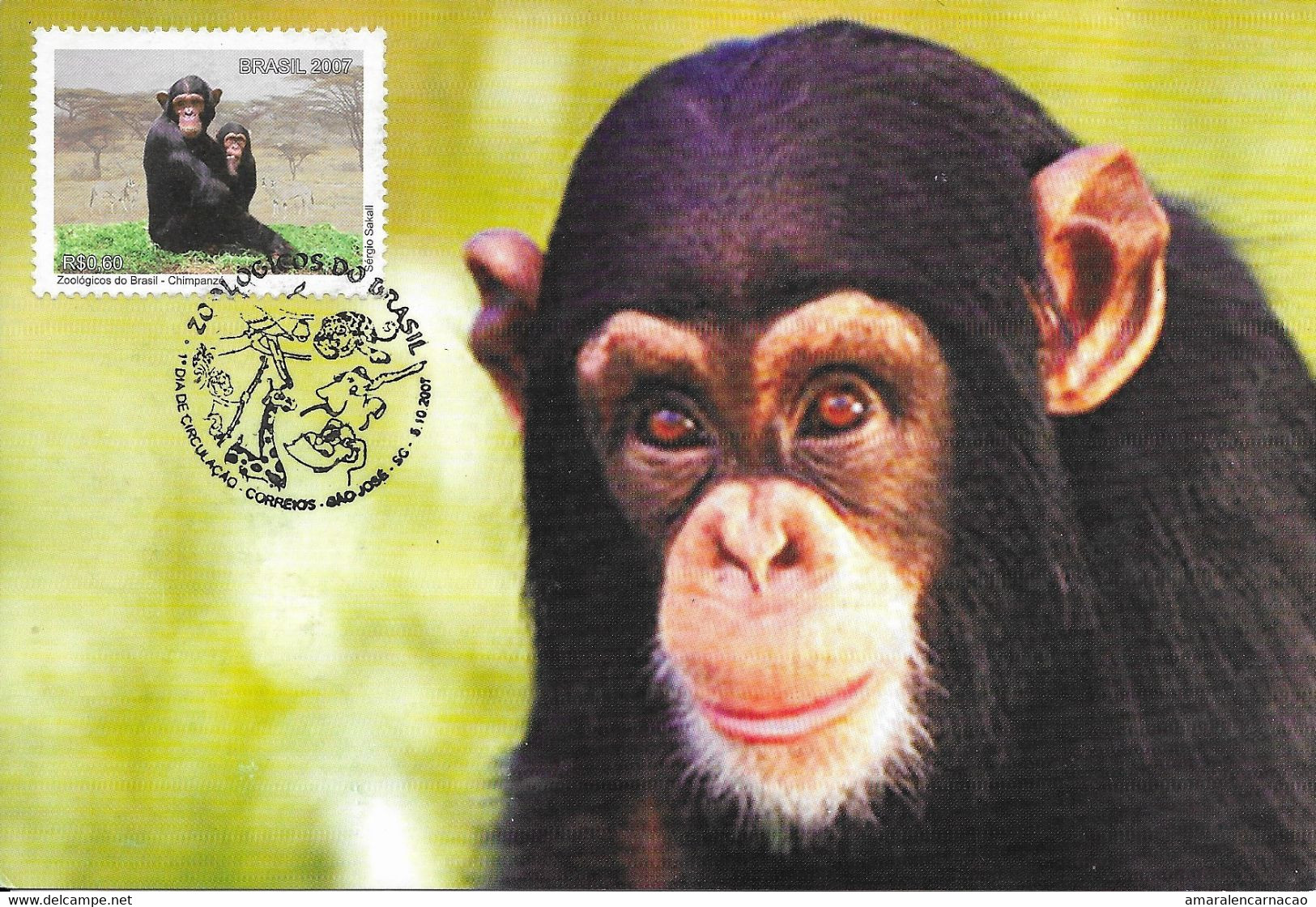 CARTE MAXIMUM - MAXICARD - MAXIMUM KARTE - MAXIMUM CARD - BRÉSIL / BRAZIL - 2007 - FAUNE - CHIMPANZEE (Pan Troglodytes) - Chimpanzees