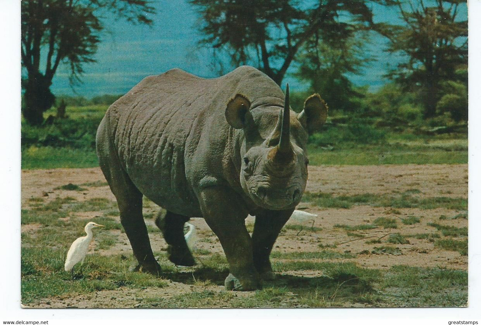 Postcard Rp Rhinoceros With Egret Birds Posted Kenya 1977 - Rhinozeros