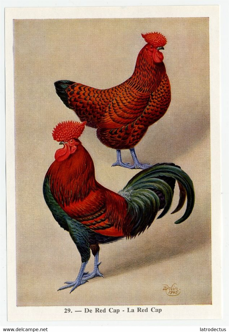 Fort - Hanen En Hennen - Coqs Et Poules - Roosters And Hens, Kippen, Poulets, Chickens - 29 - Other & Unclassified