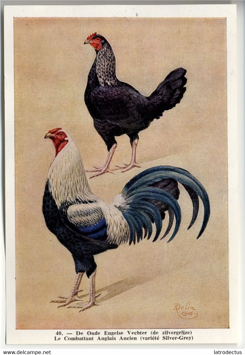 Fort - Hanen En Hennen - Coqs Et Poules - Roosters And Hens, Kippen, Poulets, Chickens - 40 - Other & Unclassified