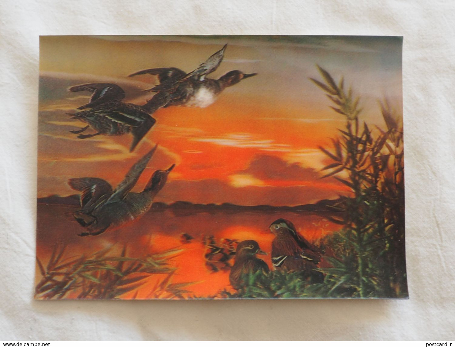 3d 3 D Lenticular Stereo Postcard Ducks 1974  A 209 - Cartoline Stereoscopiche