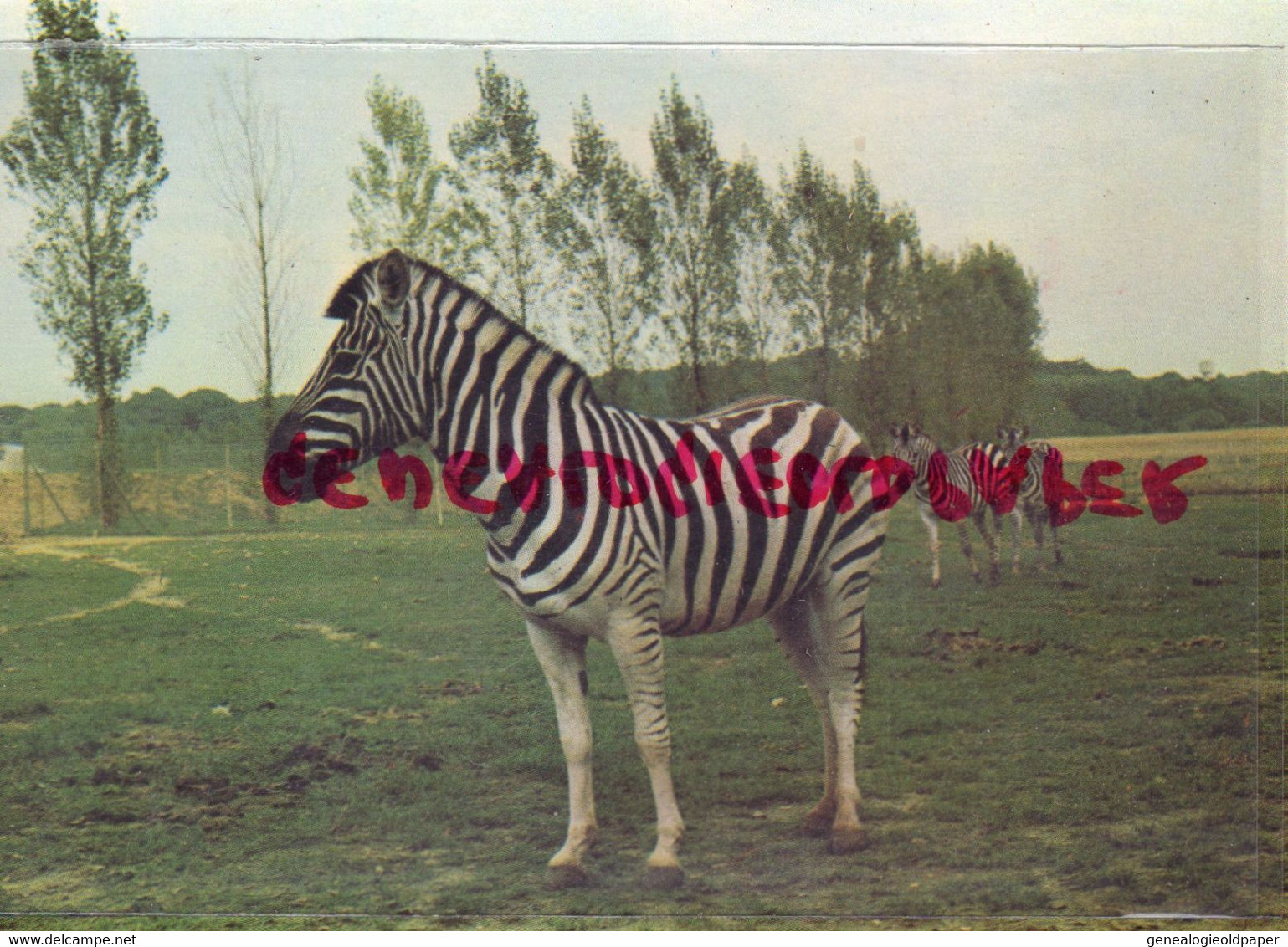 78- THOIRY EN YVELINES- ZEBRES ZEBRE EN LIBERTE DANS LA RESERVE AFRICAINE - Thoiry