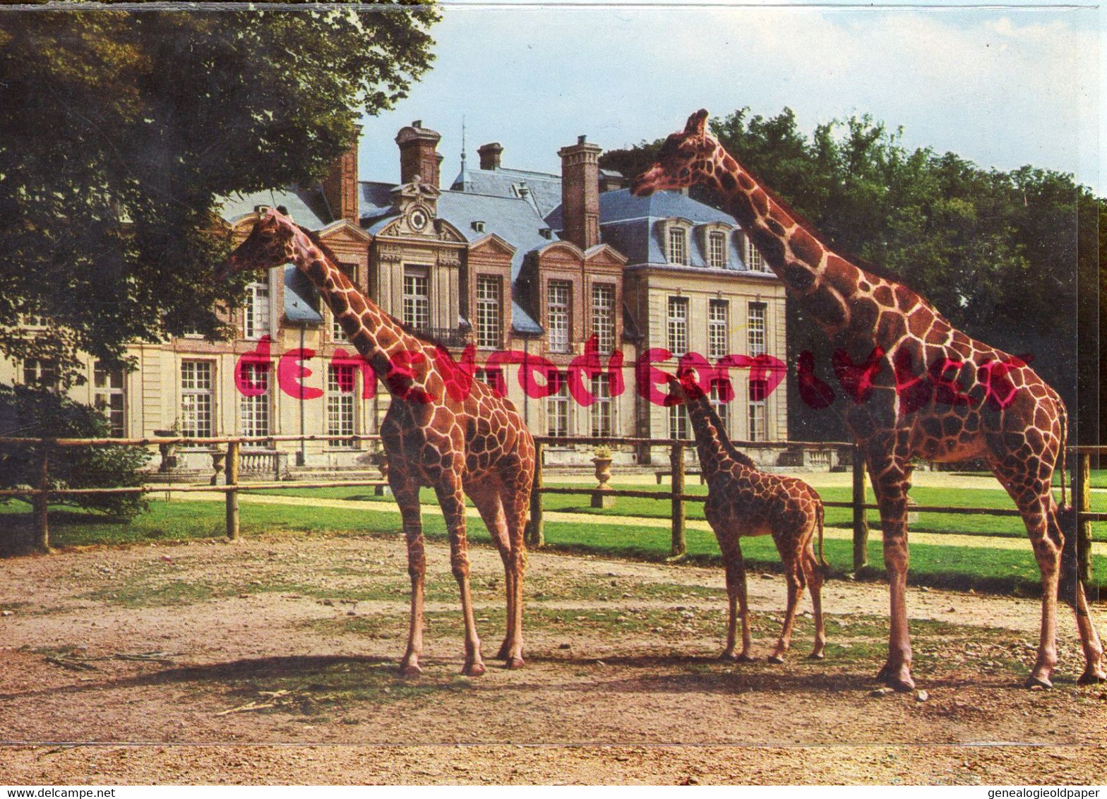 78-  THOIRY - CHATEAU - GIRAFE RETICULEE ET SON PETIT NE A THOIRY - Thoiry