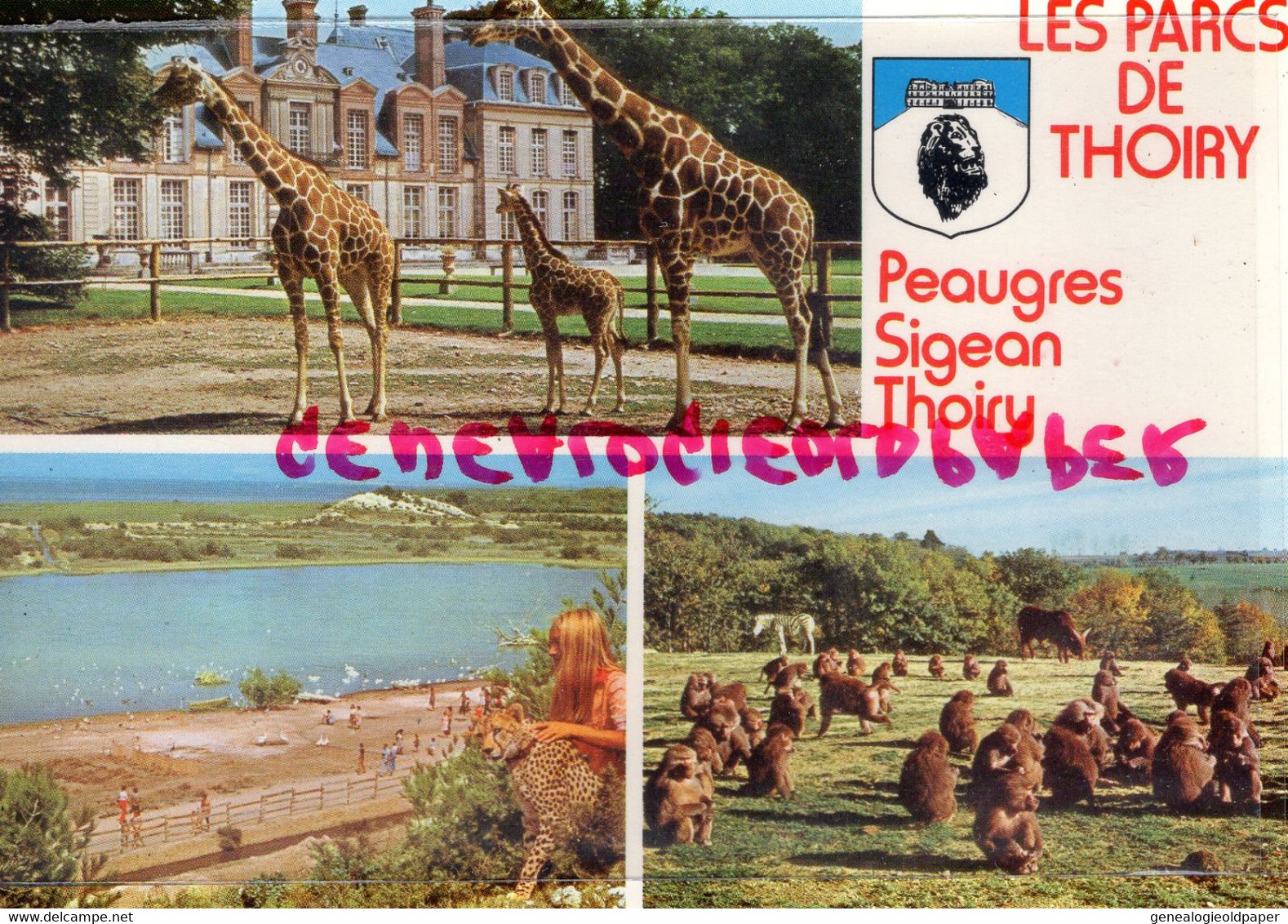 78-  THOIRY - CHATEAU - GIRAFE RETICULEE ET SON PETIT NE A THOIRY - Thoiry