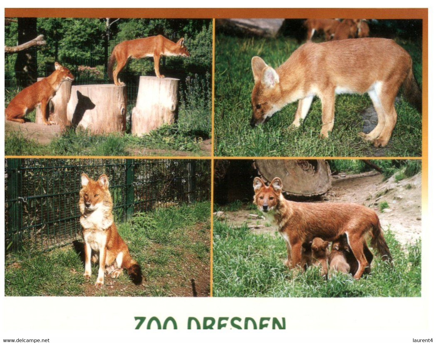 (GG 28) Germany - Dresden Zoo - Cuon Alpinus (Red Wolf) - Otros & Sin Clasificación