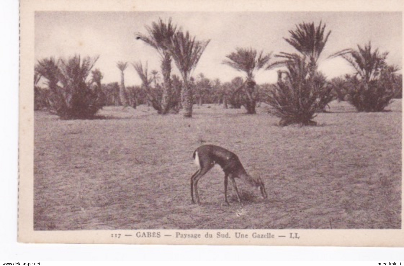 Gabès, Une Gazelle Dans Le Grand Sud, Tunisie - Tunisie