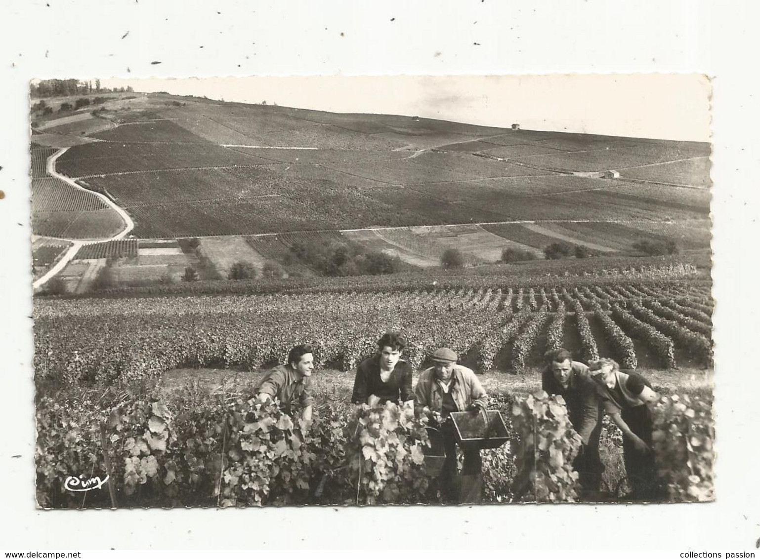 P , Cp, Vignes , Vendanges En CHAMPAGNE , Ed. Combier , Voyagée 1959 - Vines