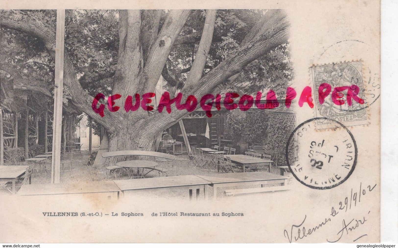 78 - VILLENNES - ARBRE  LE SOPHORA DE L' HOTEL RESTAURANT AU SOPHORA- CARTE PRECURSEUR 1902 - Villennes-sur-Seine