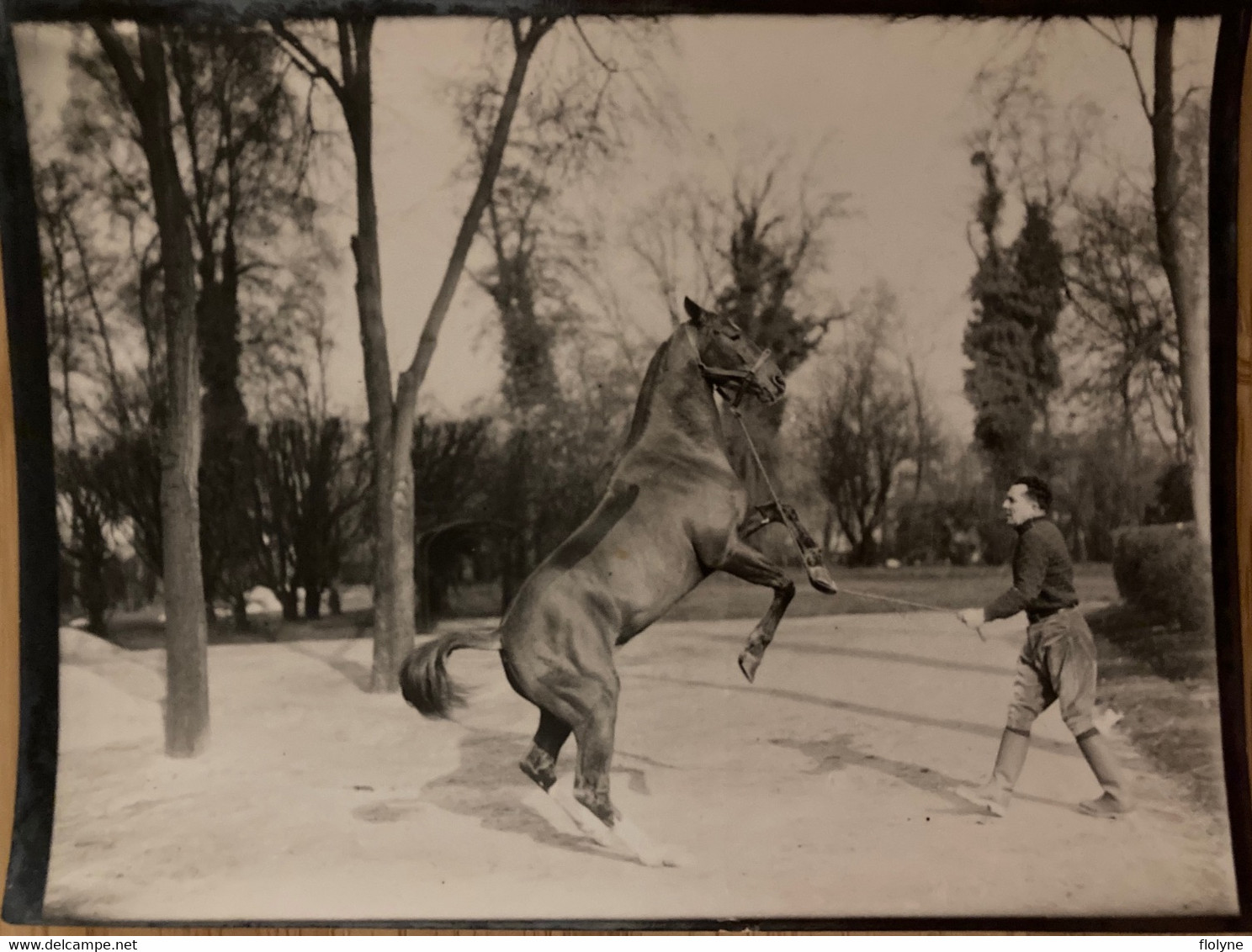 Hippisme - Photo Ancienne - Dressage D’un Cheval - équitation Haras Dresseur Pur Sang - Horse Show