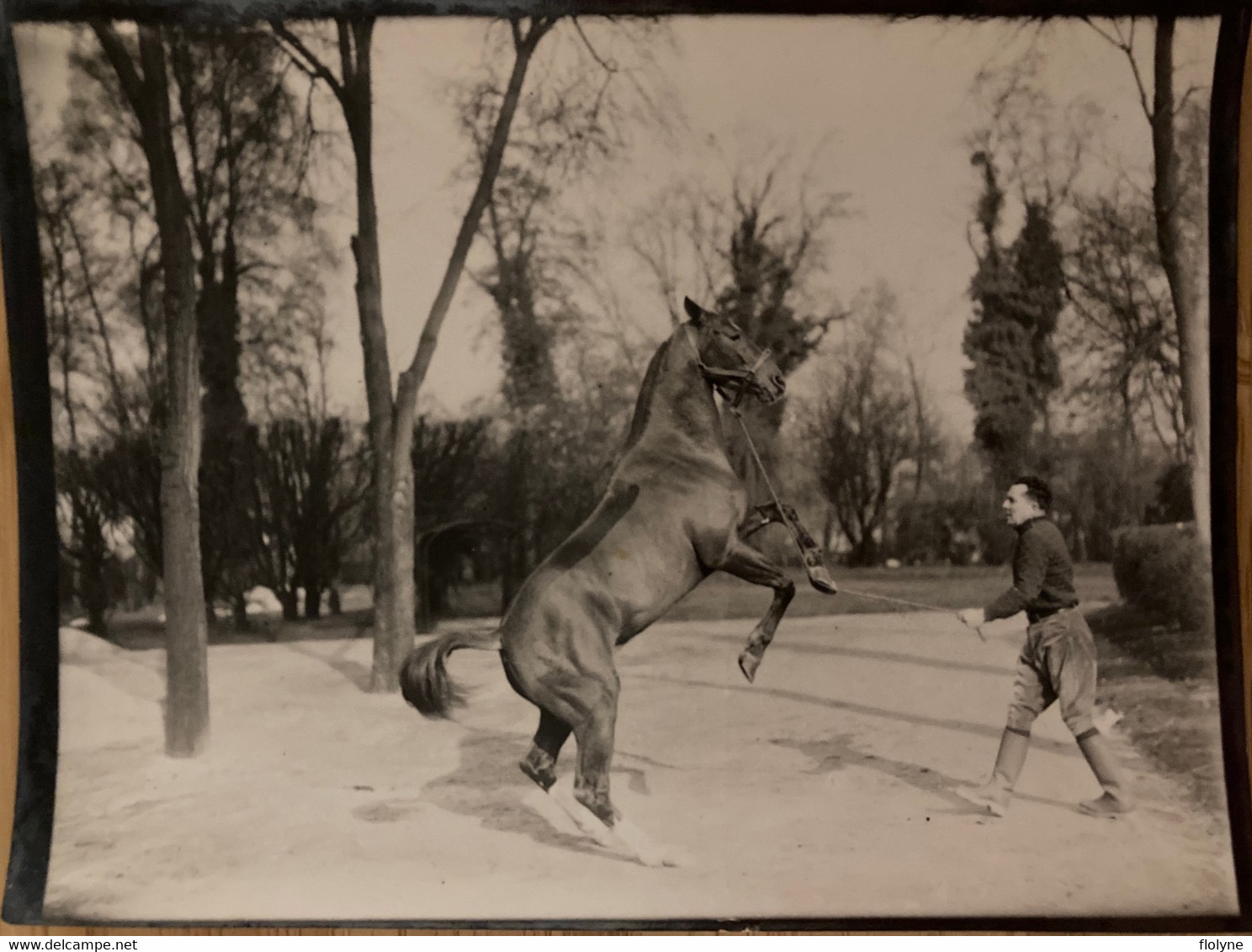 Hippisme - Photo Ancienne - Dressage D’un Cheval - équitation Haras Dresseur Pur Sang - Hippisme