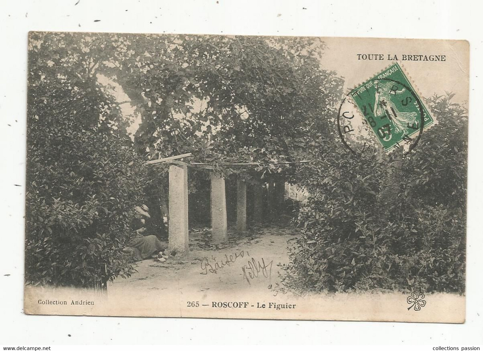 Cp , Arbre , 29 , Finistère , ROSCOFF ,le Figuier , Voyagée 1907 - Trees