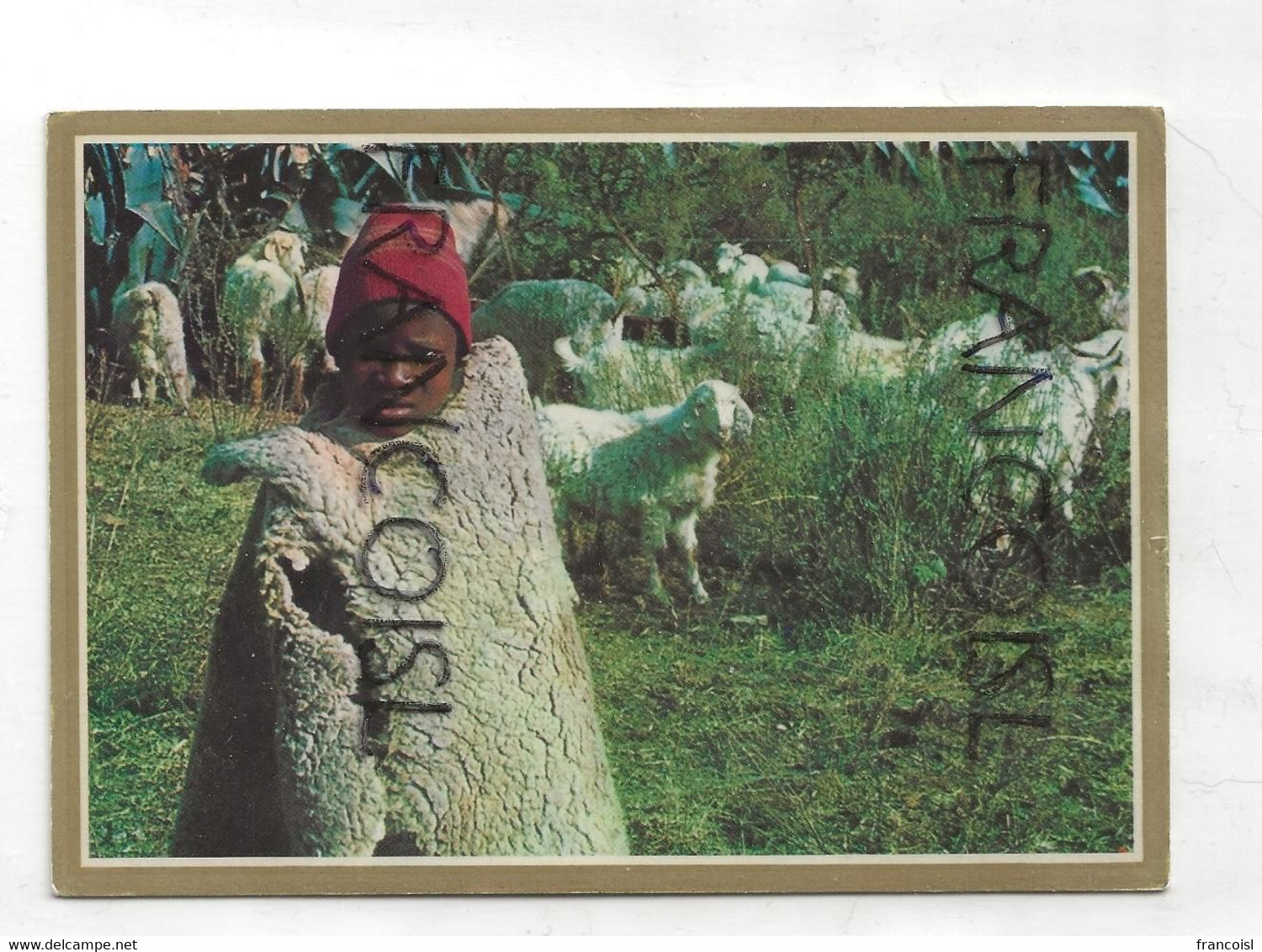 Lesotho. Young Herdboy With His Angora Flock. Petit Pâtre - Lesotho