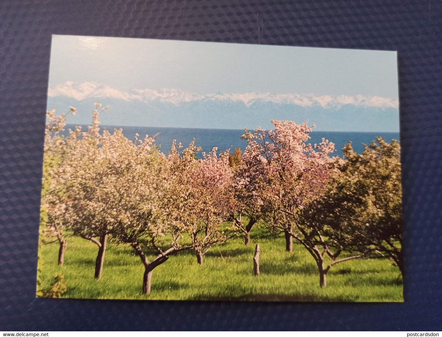 Kyrgyzstan -Blossom At Issyk Kul Lake - Modern Postcard 2000s - Kyrgyzstan