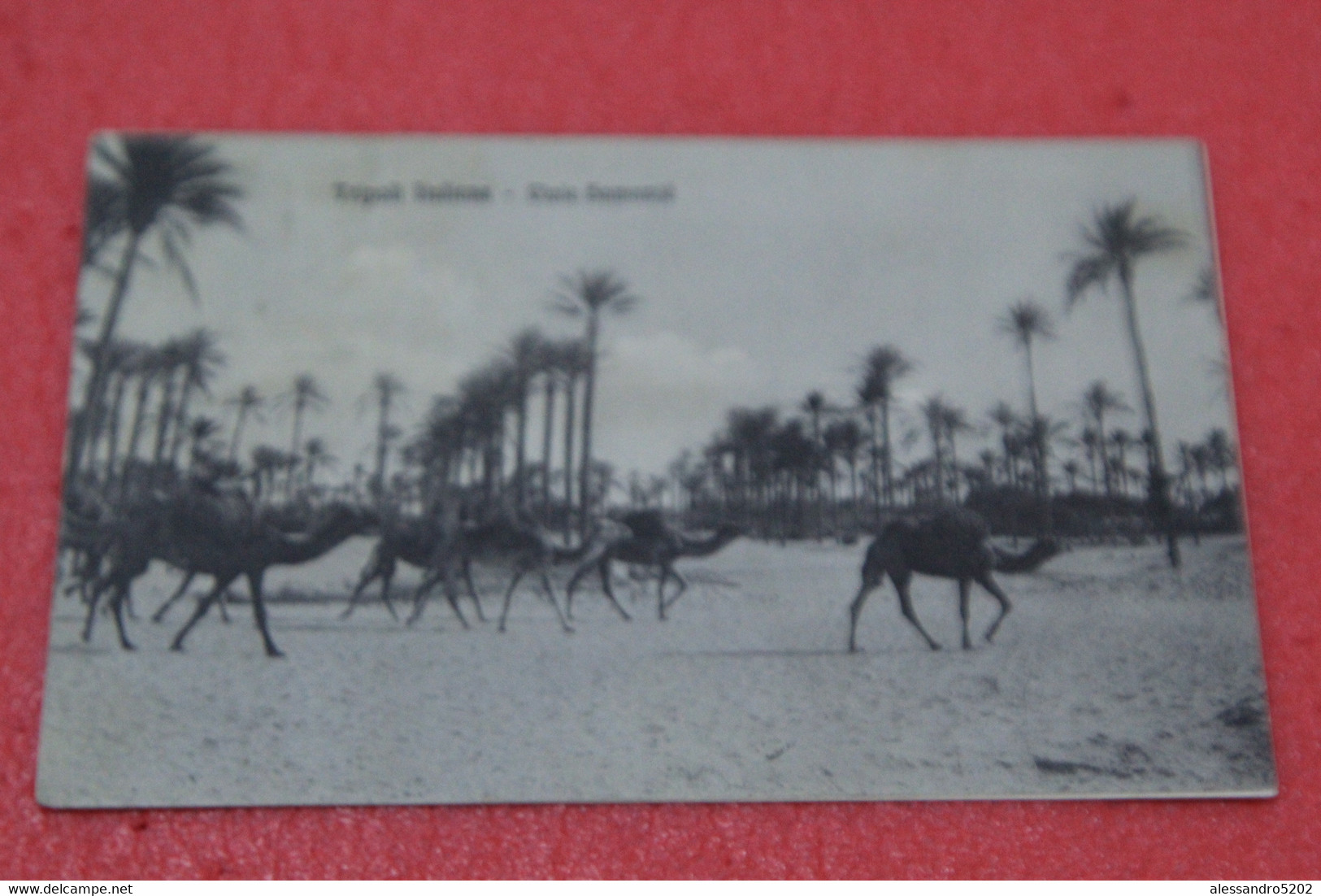 Libia Libya Tripoli Viale Hamamje 1912 Ed. Alterocca + Timbro Poste Militare IV Divisione - Libyen