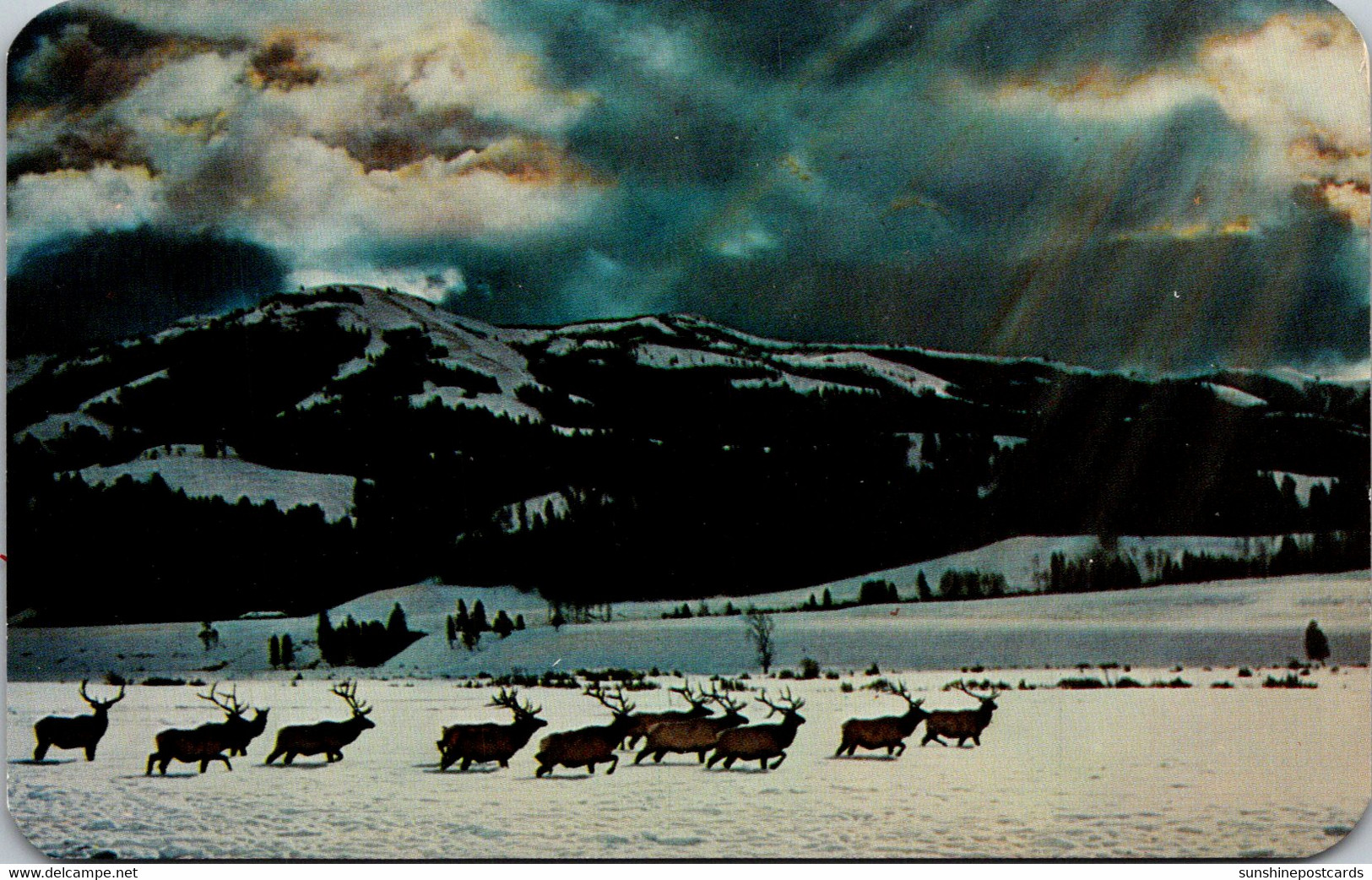 Idaho Herd Of Elk Or Wapiti - Sonstige & Ohne Zuordnung