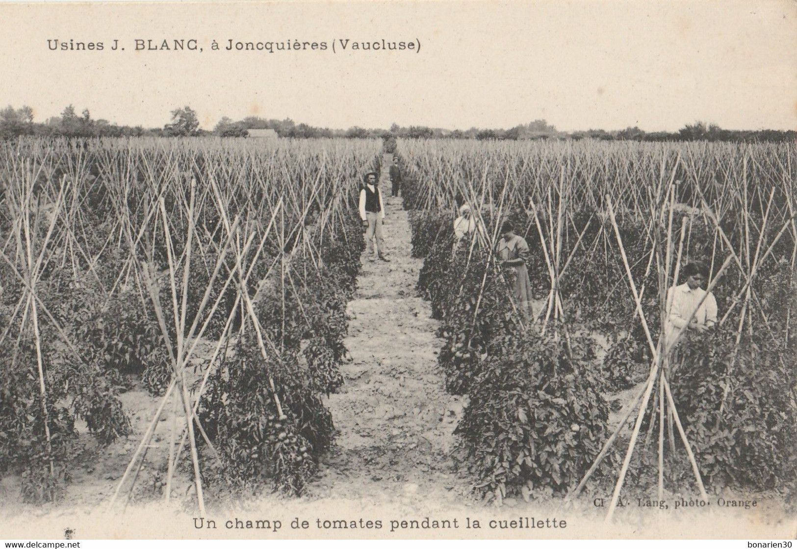 CPA 84 JONCQUIERES  JONQUIERES   USINES BLANC CUEILLETTE DE TOMATES - Andere & Zonder Classificatie