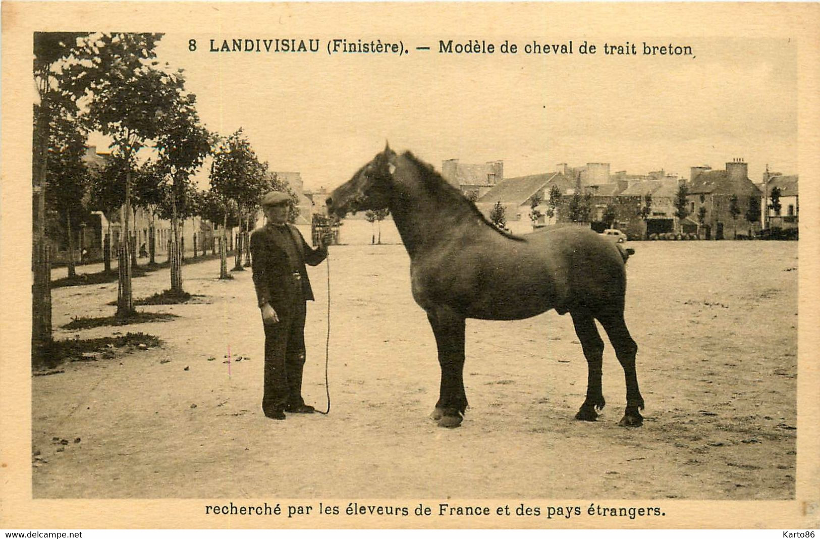 Landivisiau * Modèle De Chaval De Trait Breton * Haras * éleveur Chevaux - Landivisiau