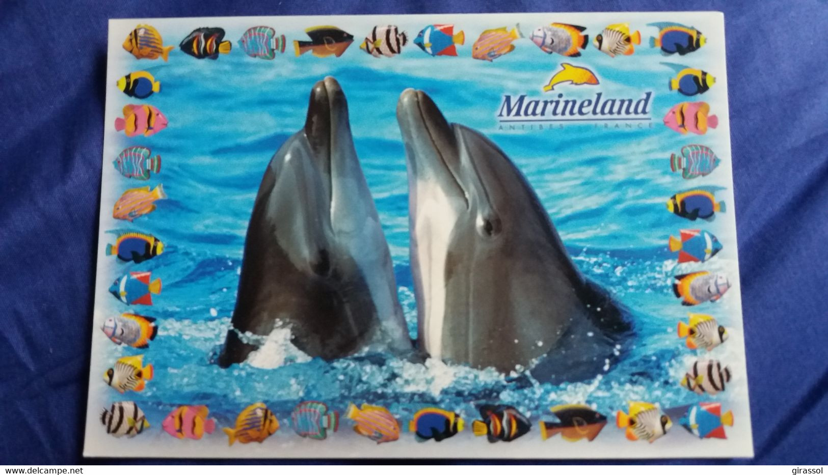 CPM LE PARC DE LA MER MARINELAND ANTIBES  DAUPHINS DECOR POISSONS - Dolfijnen