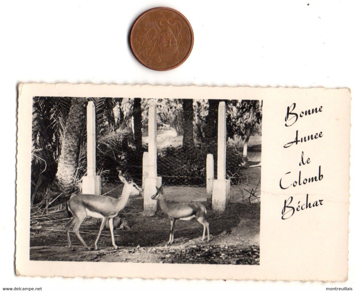 Bonne Année De Colomb Béchar, ALGERIE, Gazelles Du Jardin Public, Petits Plis Centraux, Format 11 X 6, Voir Scan - New Year