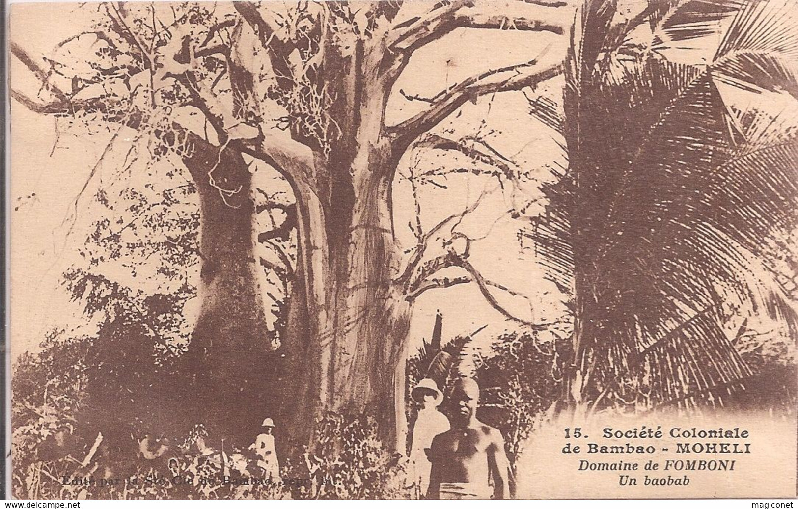 CPA - Société Coloniale De Bambao - Moheli - Un Baobab - Domaine De Fomboni - Comores