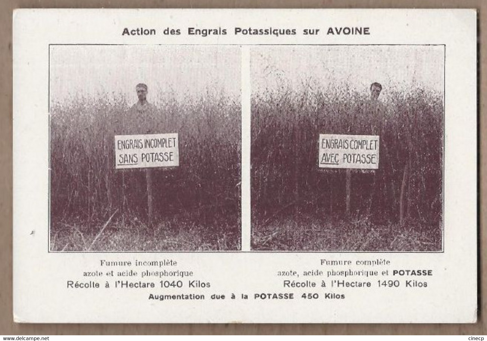 CPA AGRICULTURE - Action Des Engrais Potassiques Sur AVOINE - CP 2 Vues Avec Et Sans Potasse - Cultures