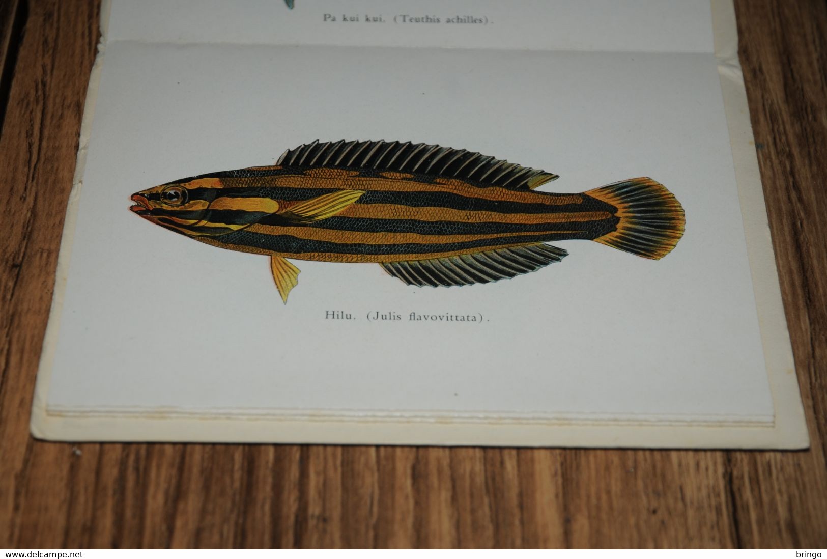 USA  HAWAII - Fishes Of Hawaii - Aquarium - Leporello - Booklet - Sonstige & Ohne Zuordnung