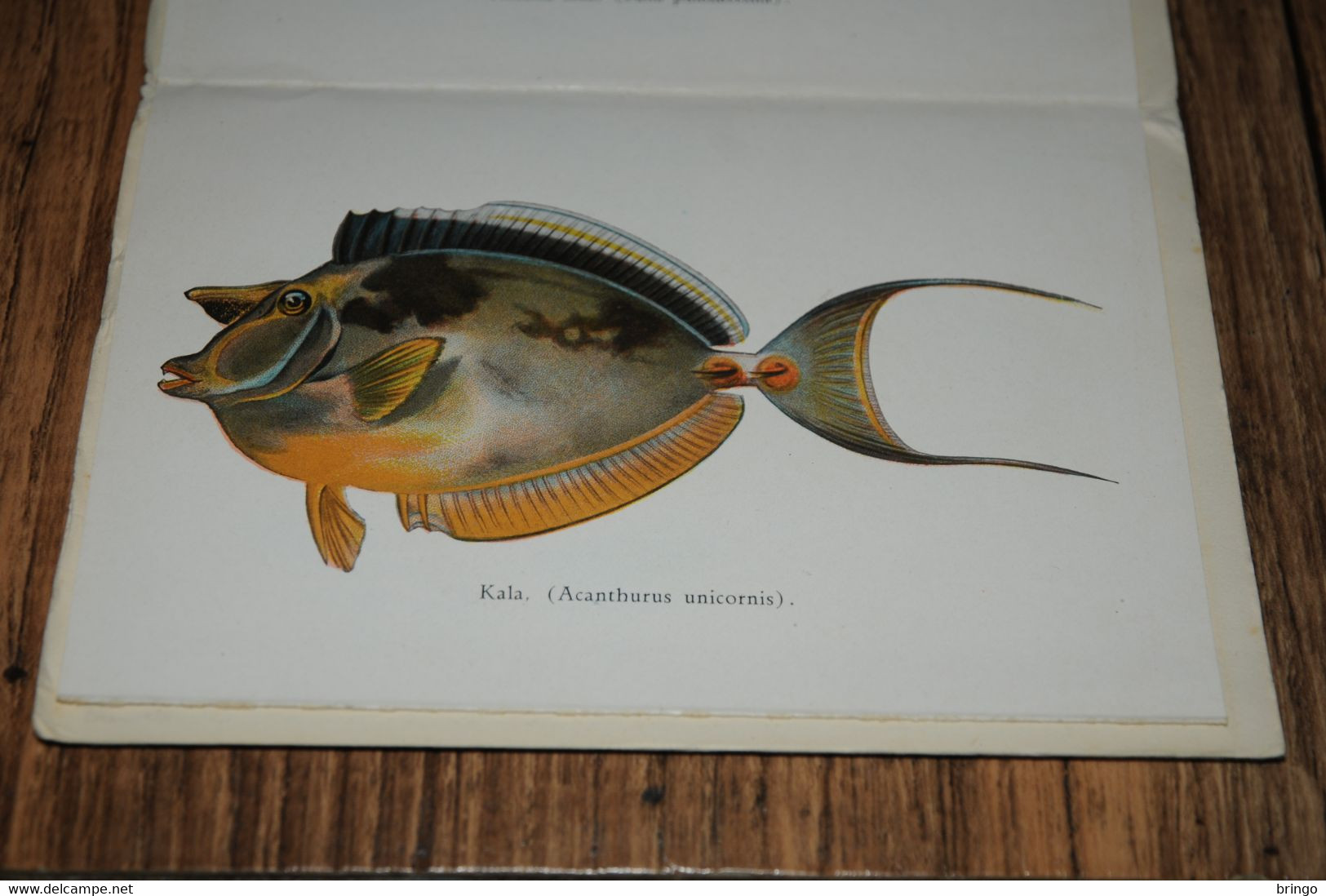 USA  HAWAII - Fishes of Hawaii - Aquarium - leporello - booklet