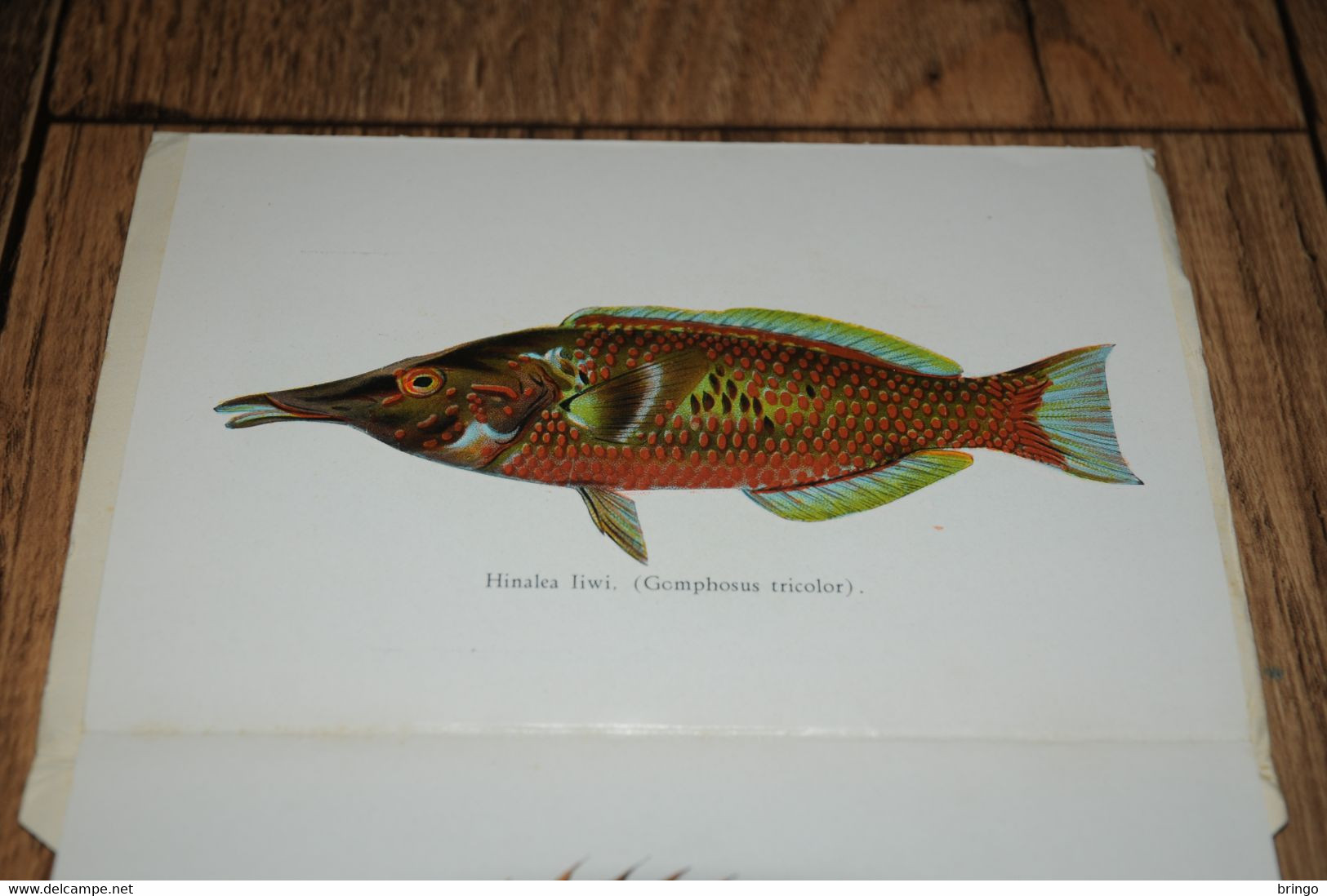 USA  HAWAII - Fishes of Hawaii - Aquarium - leporello - booklet