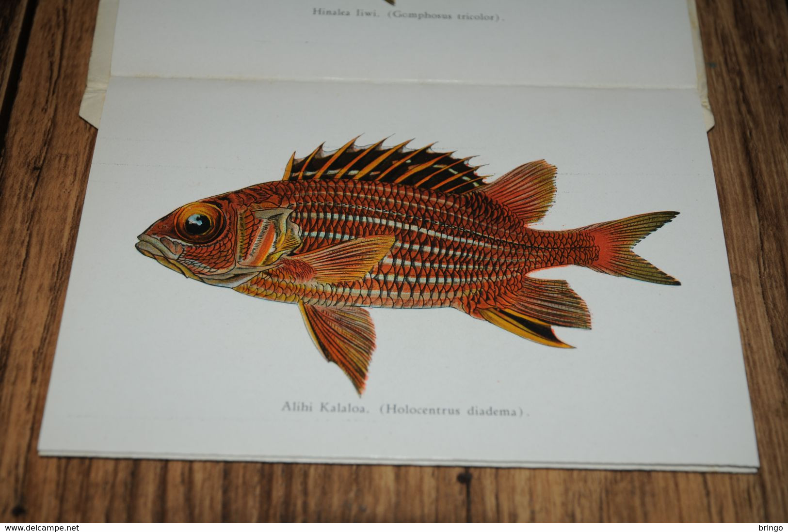 USA  HAWAII - Fishes of Hawaii - Aquarium - leporello - booklet