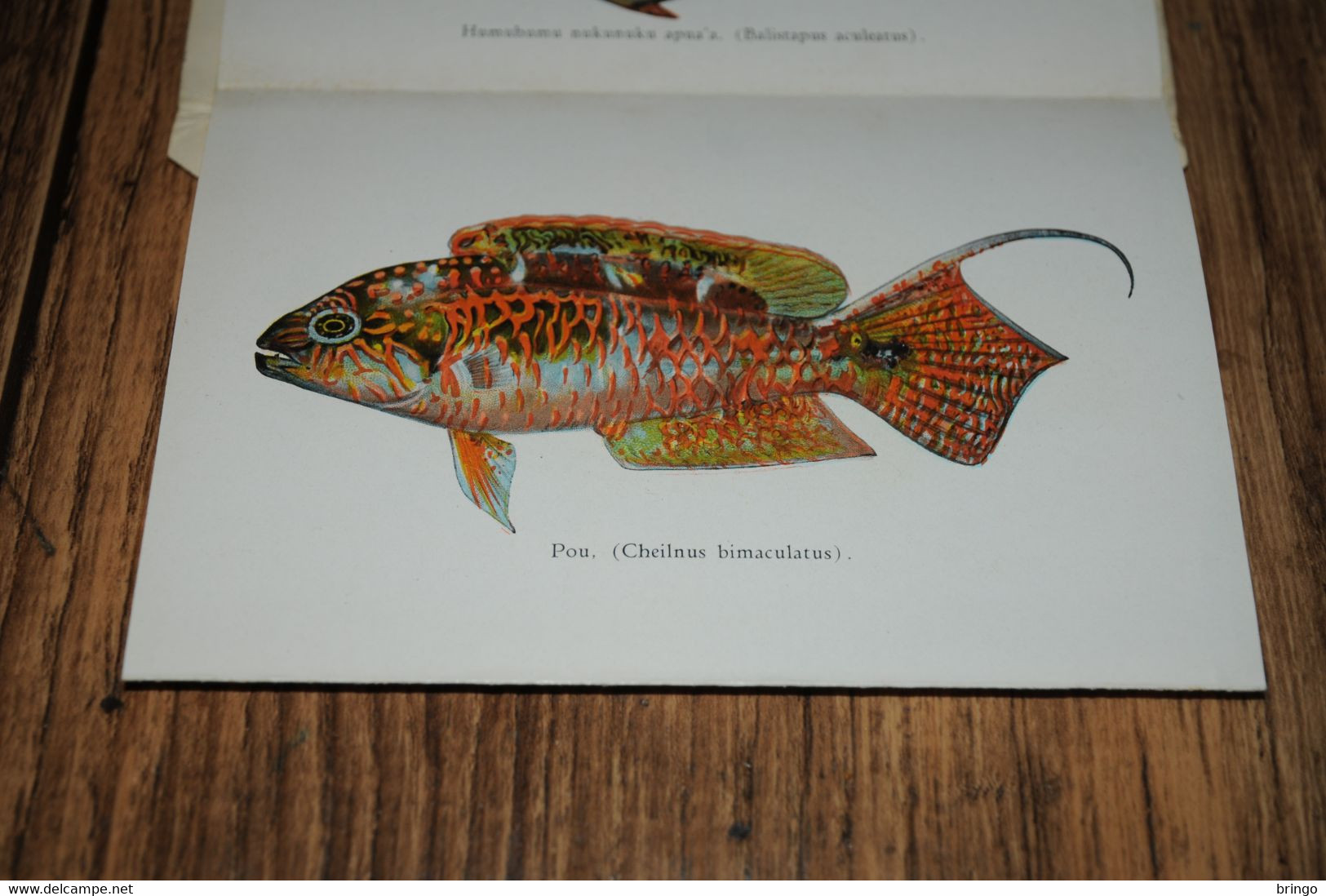 USA  HAWAII - Fishes of Hawaii - Aquarium - leporello - booklet