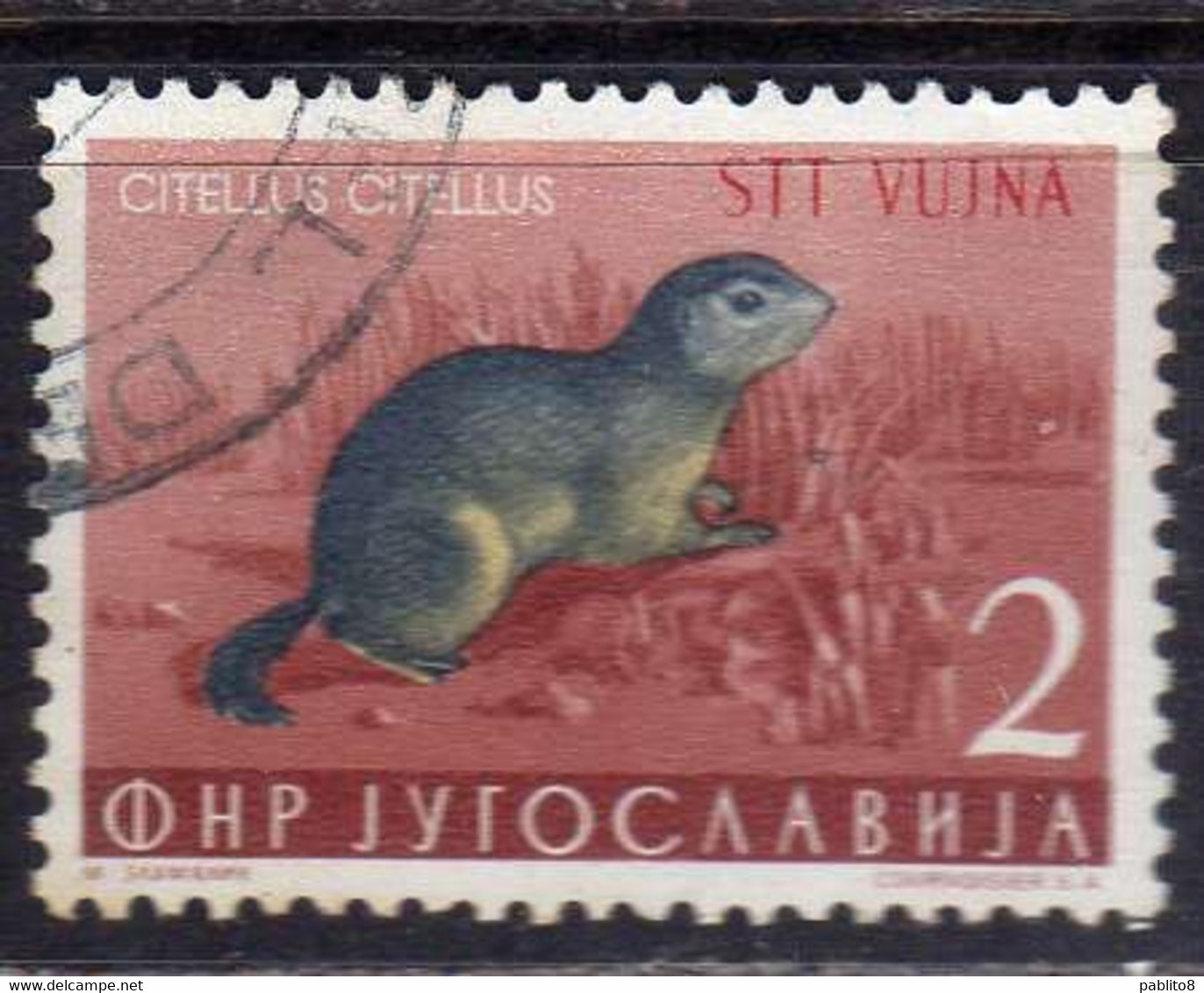 TRIESTE B 1954 FAUNA ANIMALS ANIMALI ANIMAUX CITELLUS 2d USATO USED OBLITERE' - Afgestempeld