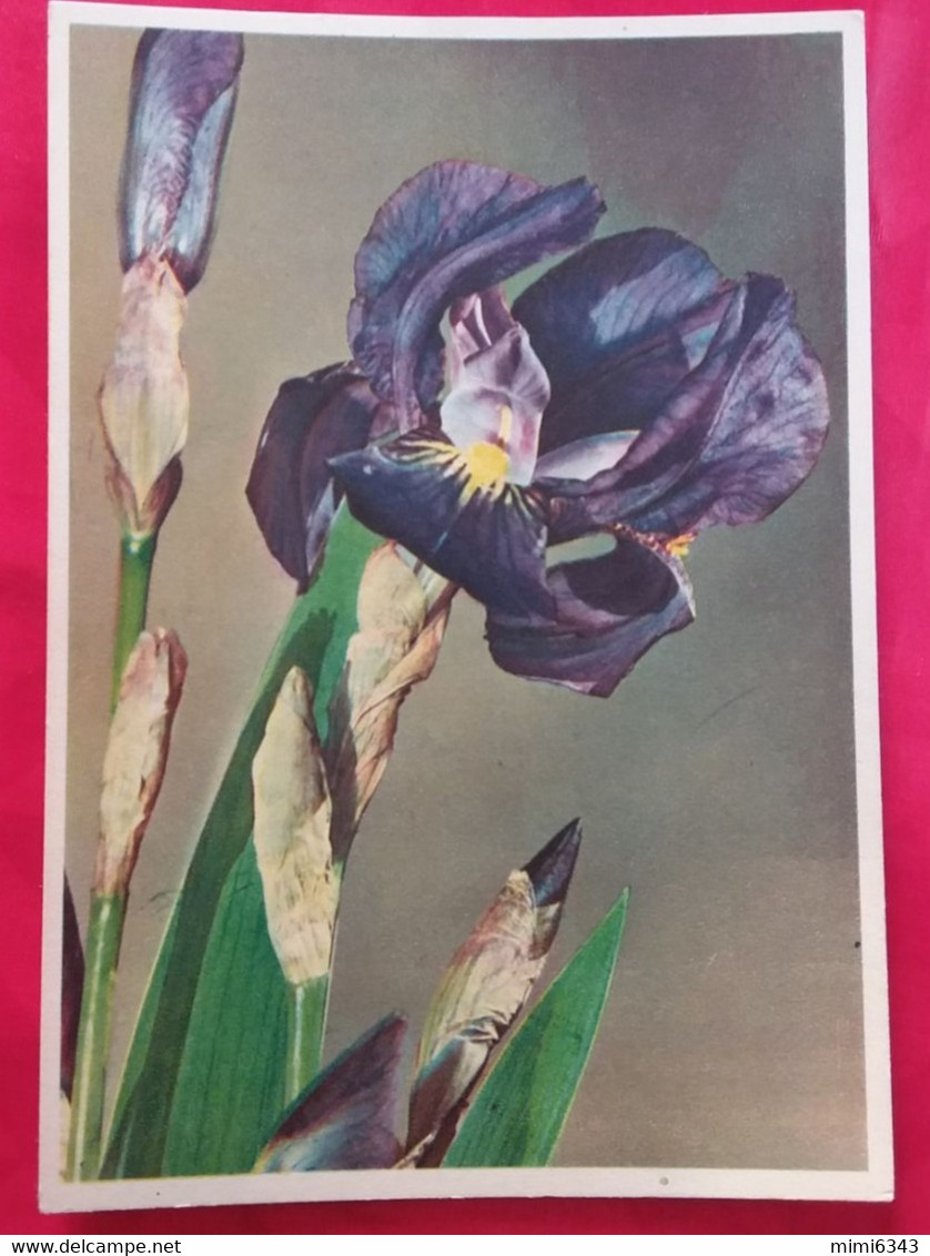 CPSM  FLEURS IRIS VOYAGÉE 1966     TRÈS BON ETAT - Fiori