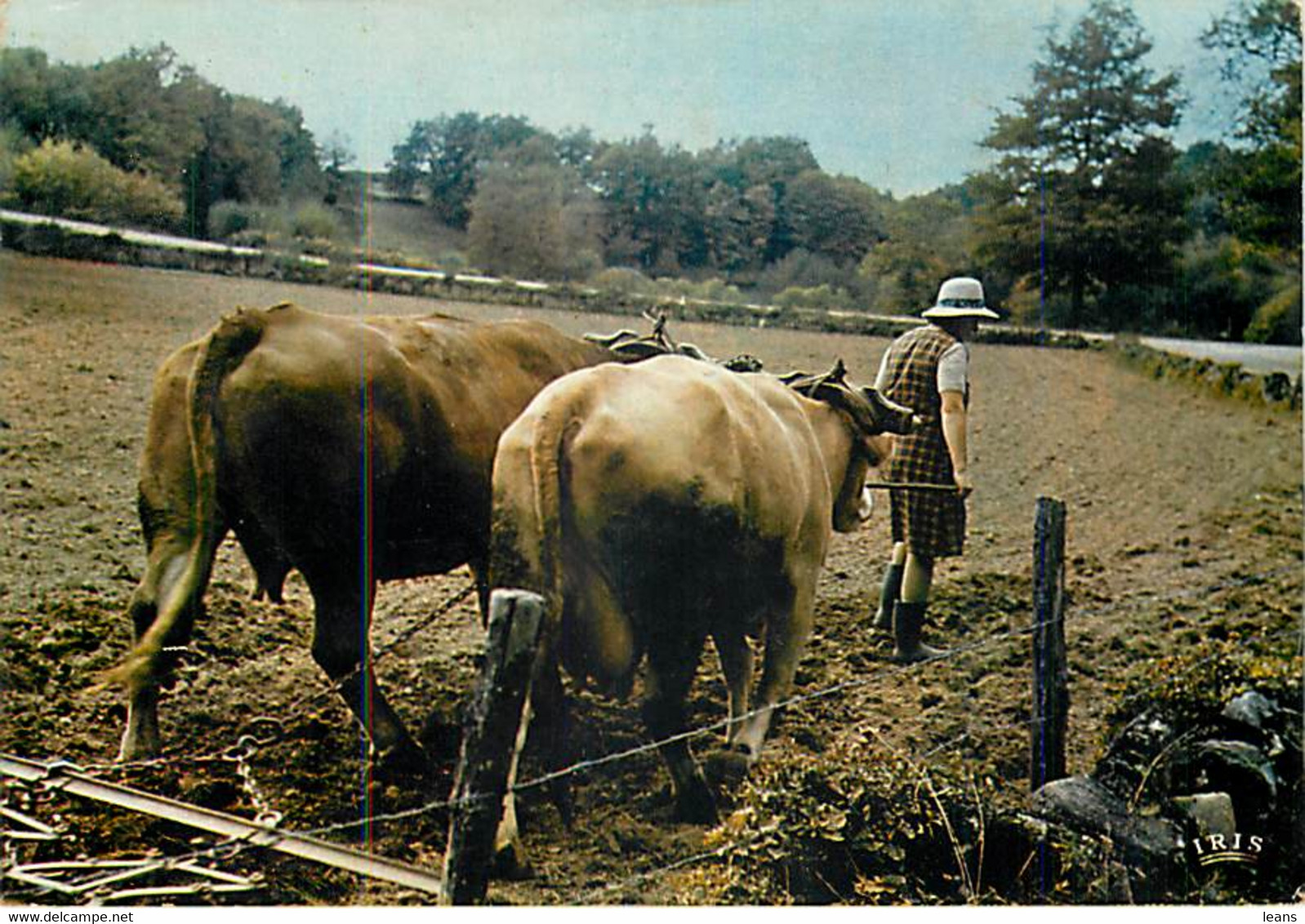 LE HERSAGE  - Attelage De Boeufs - Equipos