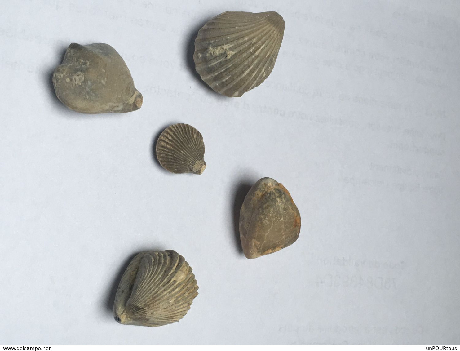 5 Fossiles De Bivalves - Fossielen