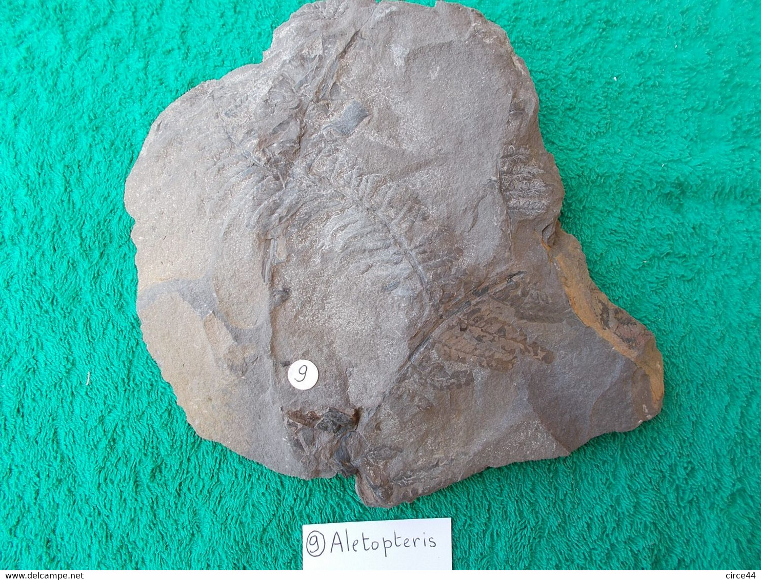 FLORE DU CARBONIFERE.ALETOPTERIS.NOYELLES LES LENS.MASSE.1.100KG - Fossils