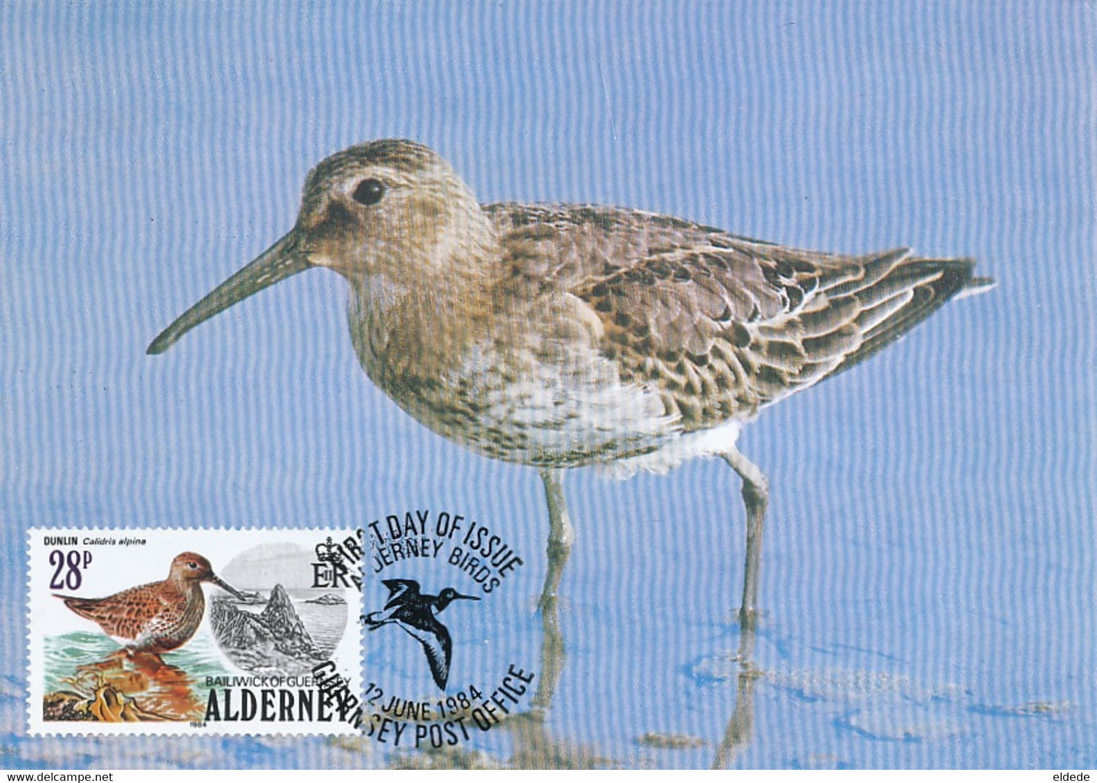 Maximum Card   Dunlin Bird  Becasseau Variable - Alderney