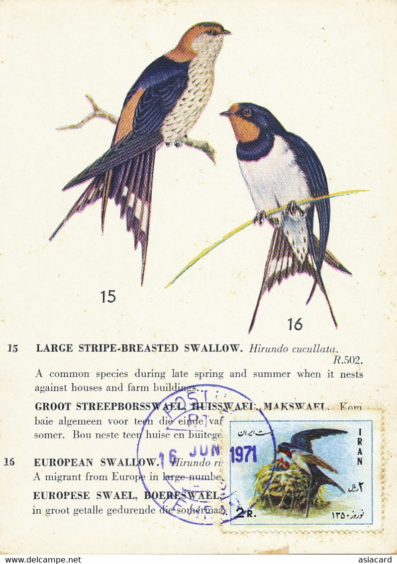 Maximum Card Iran European Swallow  Protection Of Birds SPA - Iran