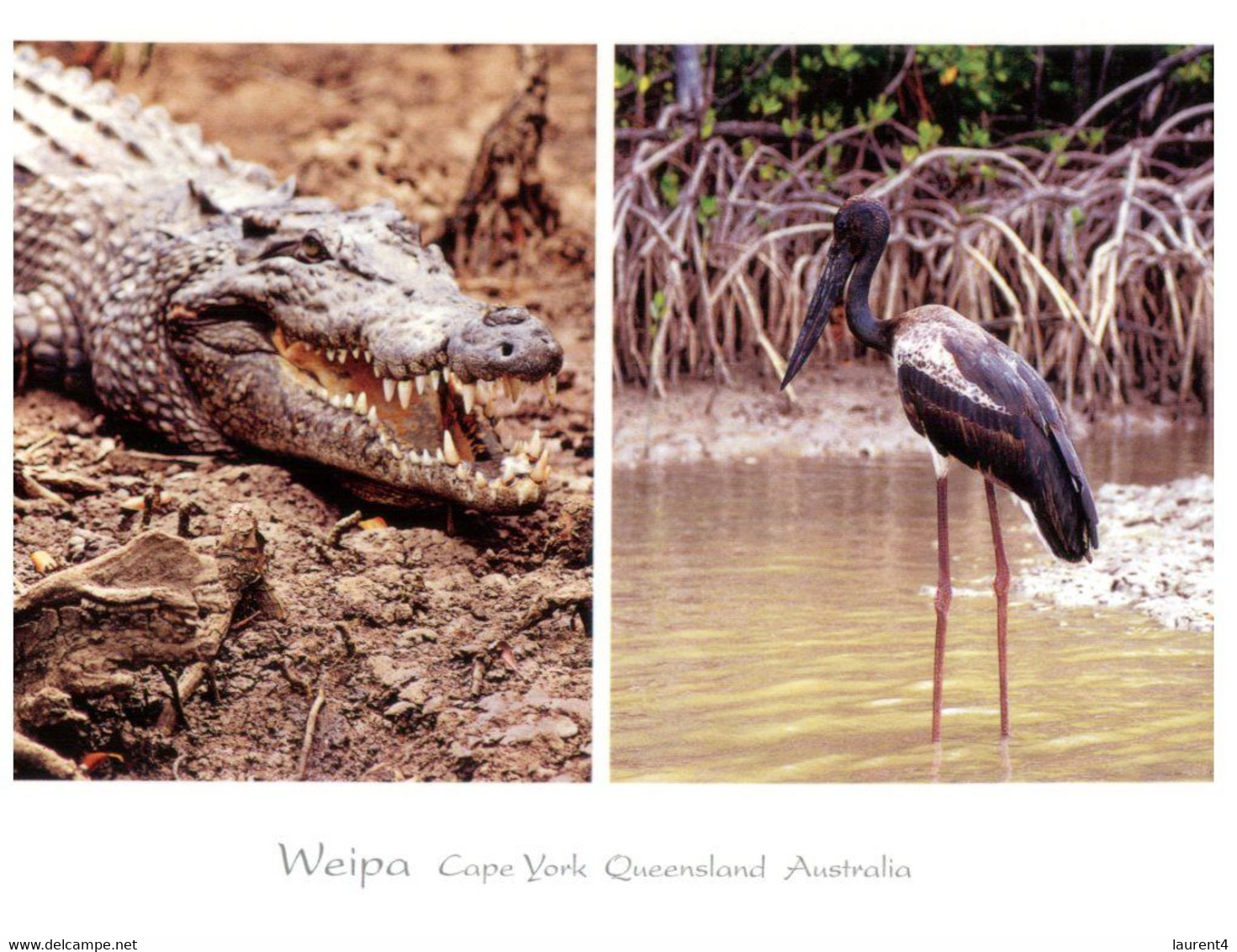 (HH 26) Australia - QLD - Weipa - Crocodile And Jabiru - Far North Queensland