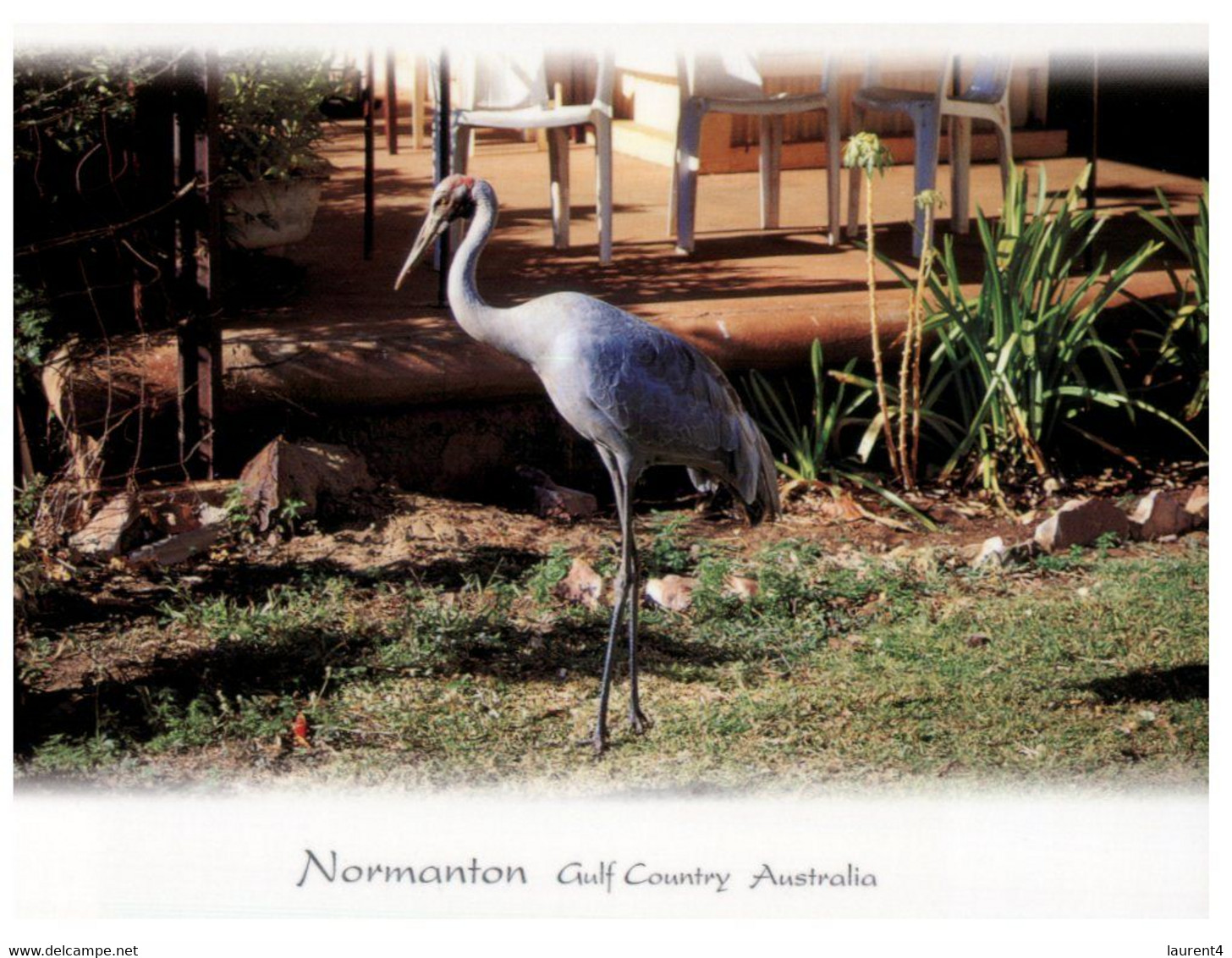 (HH 26) Australia - QLD - Brolga Bird - Far North Queensland