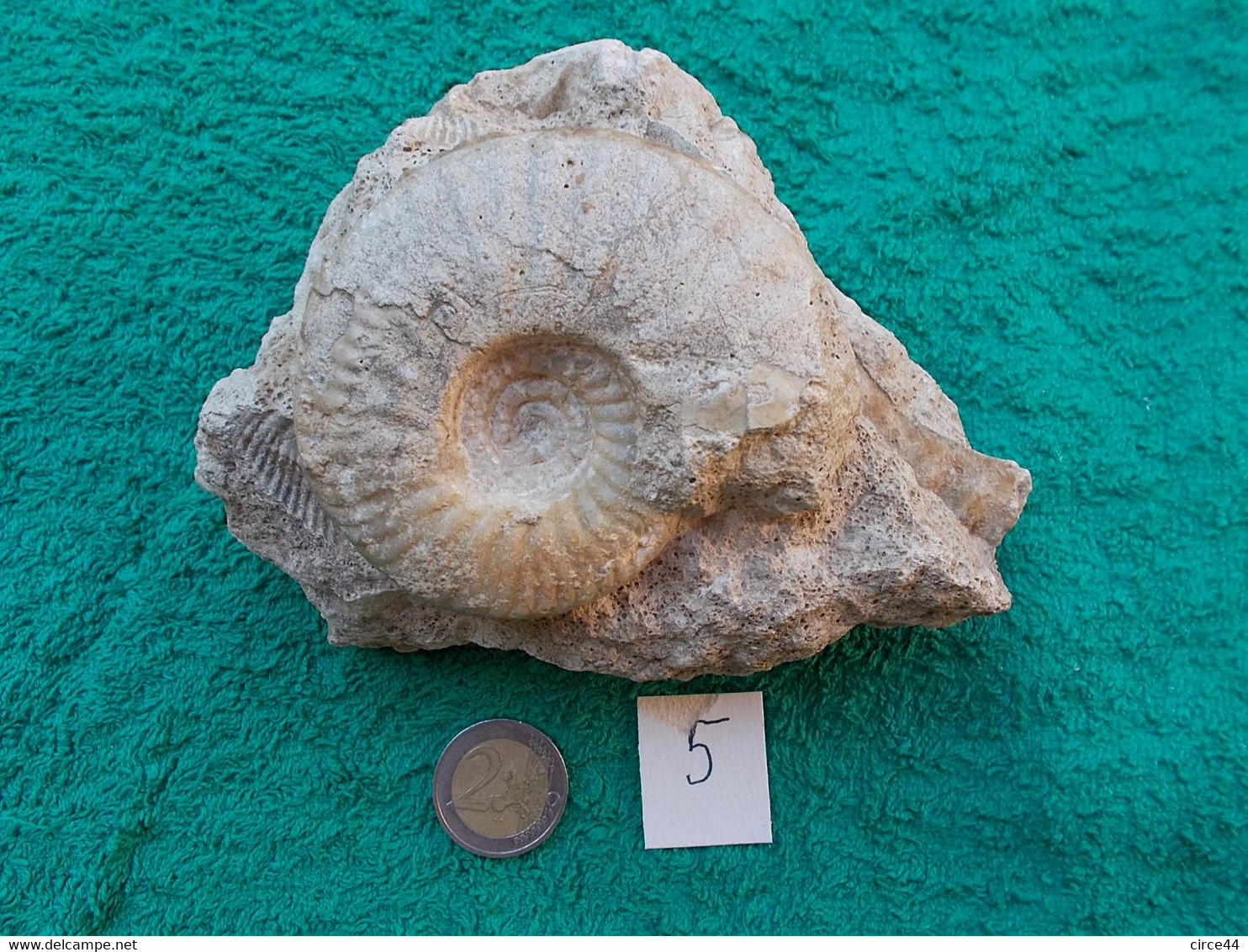 FOSSILE.AMMONITE SUR GANGUE  DE MONTREUIL-BELLAY.MAINE ET LOIRE.ERE SECONDAIRE.....MASSE.700g - Fósiles