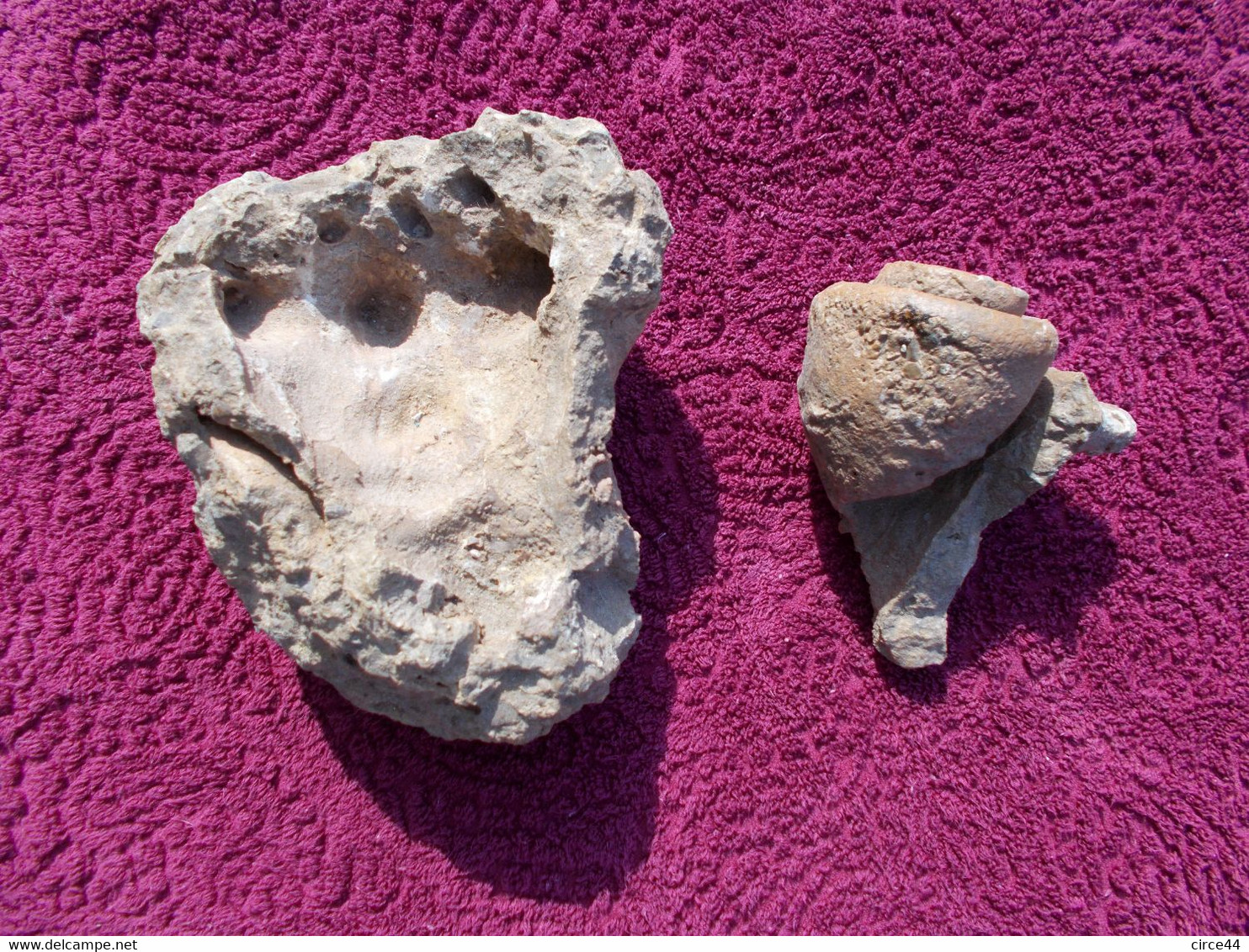 FOSSILE..GASTROPODE.STROMBUS BUBONIUS.TOSCANE AVEC SON MOULAGE EXTERNE..ITALIEMASSE.2300g. - Fossils