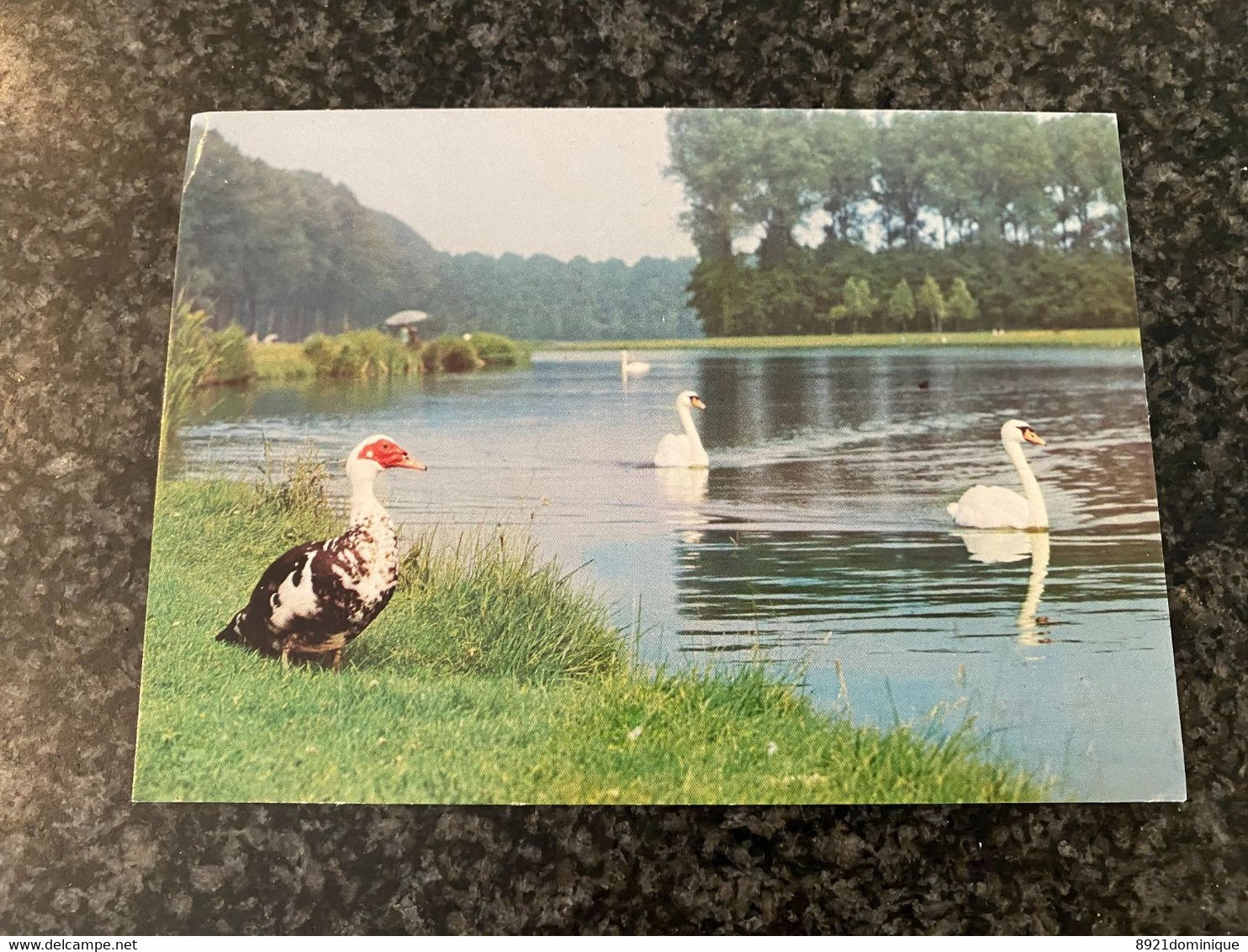 Wachtebeke - Provinciaal Domein Puyenbroeck - Zwaan / Cygne / Swan - Barbariet / Barbarie Eend - Wachtebeke