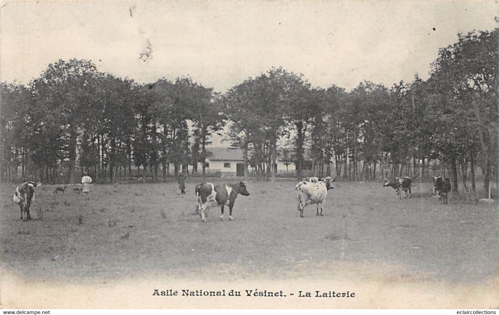 Le Vésinet            78            La Laiterie. Vaches Au  Champ        ( Voir Scan) - Le Vésinet